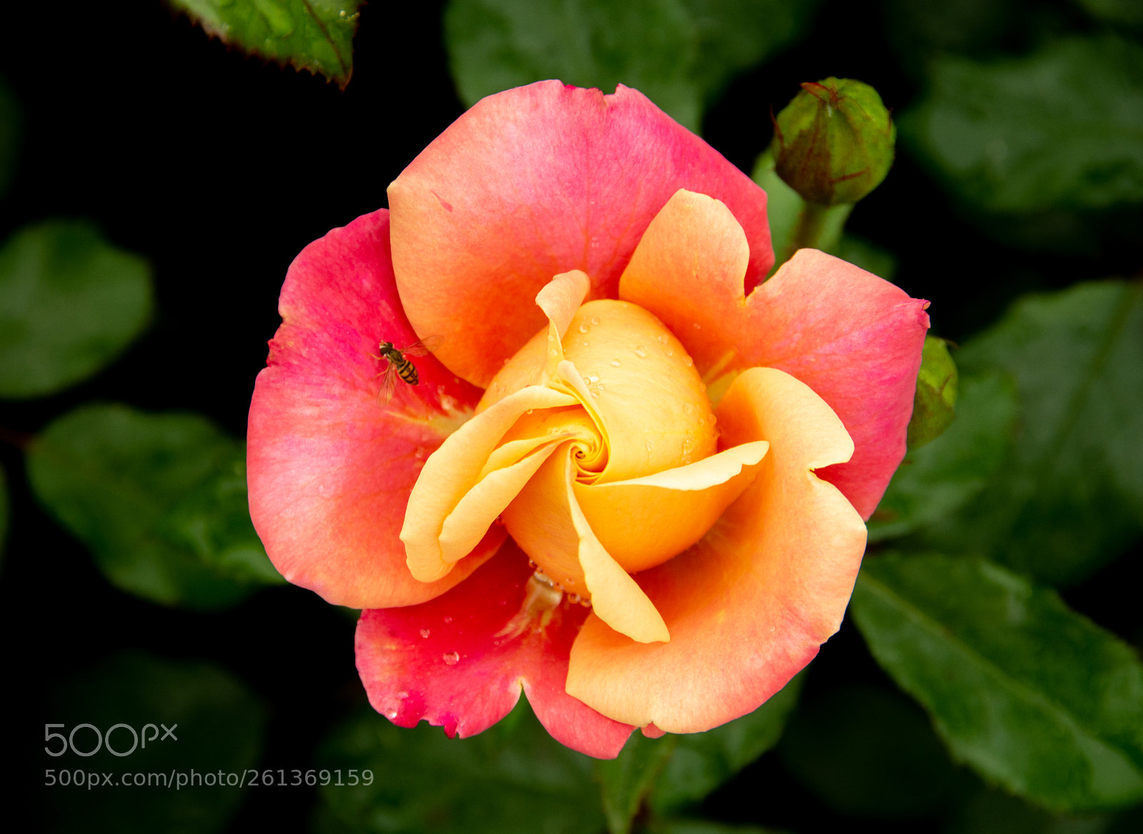 Nikon D7100 sample photo. Polynesian punch rose photography
