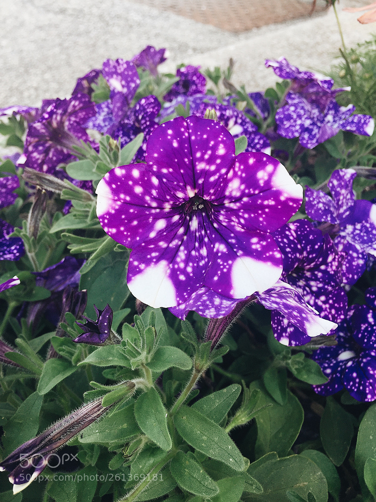 Apple iPhone 6 sample photo. Zebra flower photography