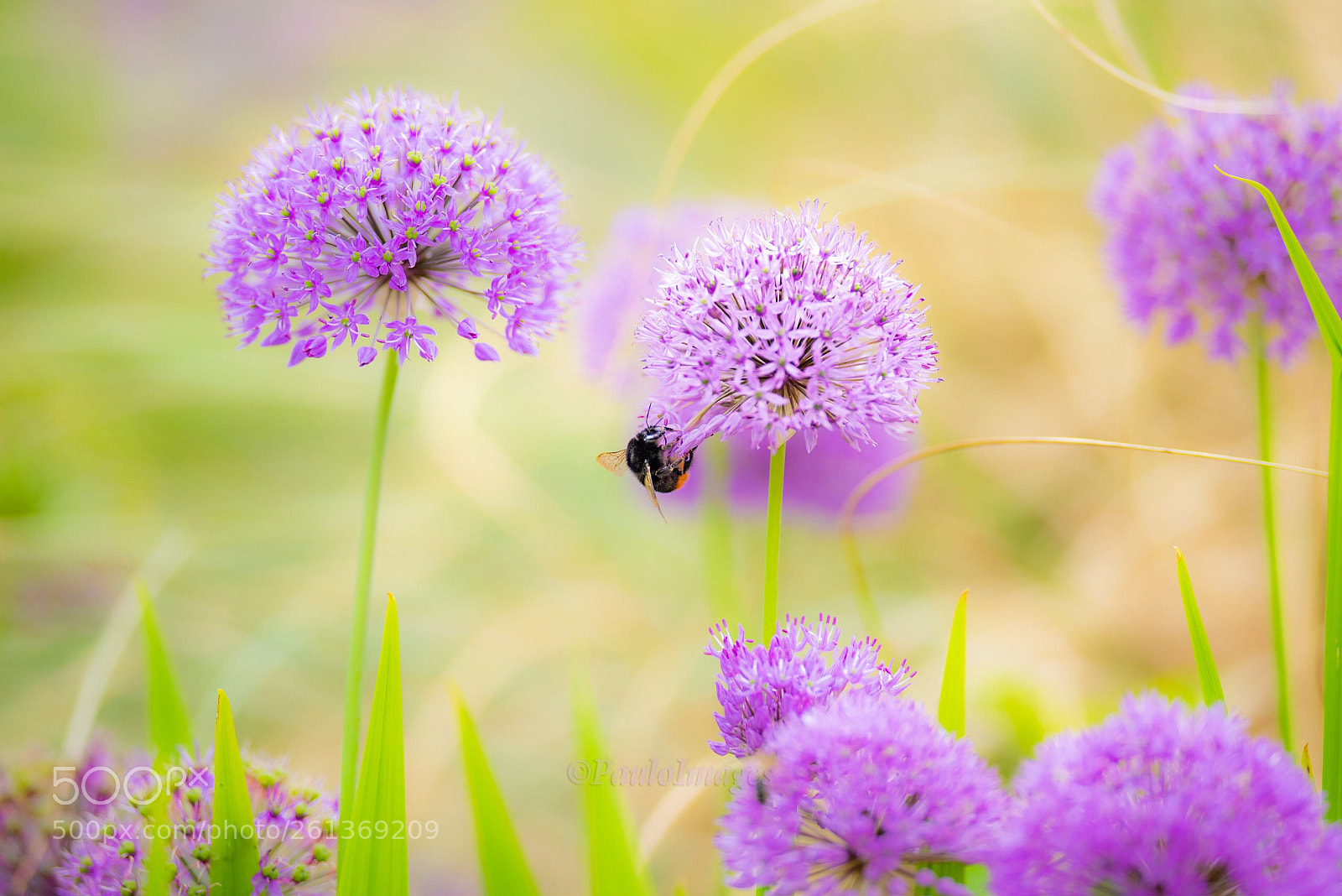 Nikon D810 sample photo. The beautiful world of photography