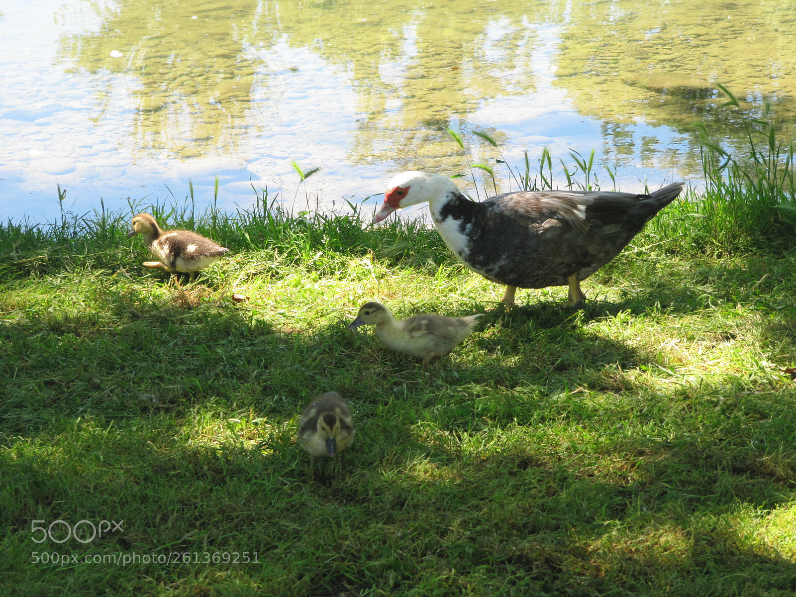 Canon PowerShot SX200 IS sample photo. Belle petite famille photography