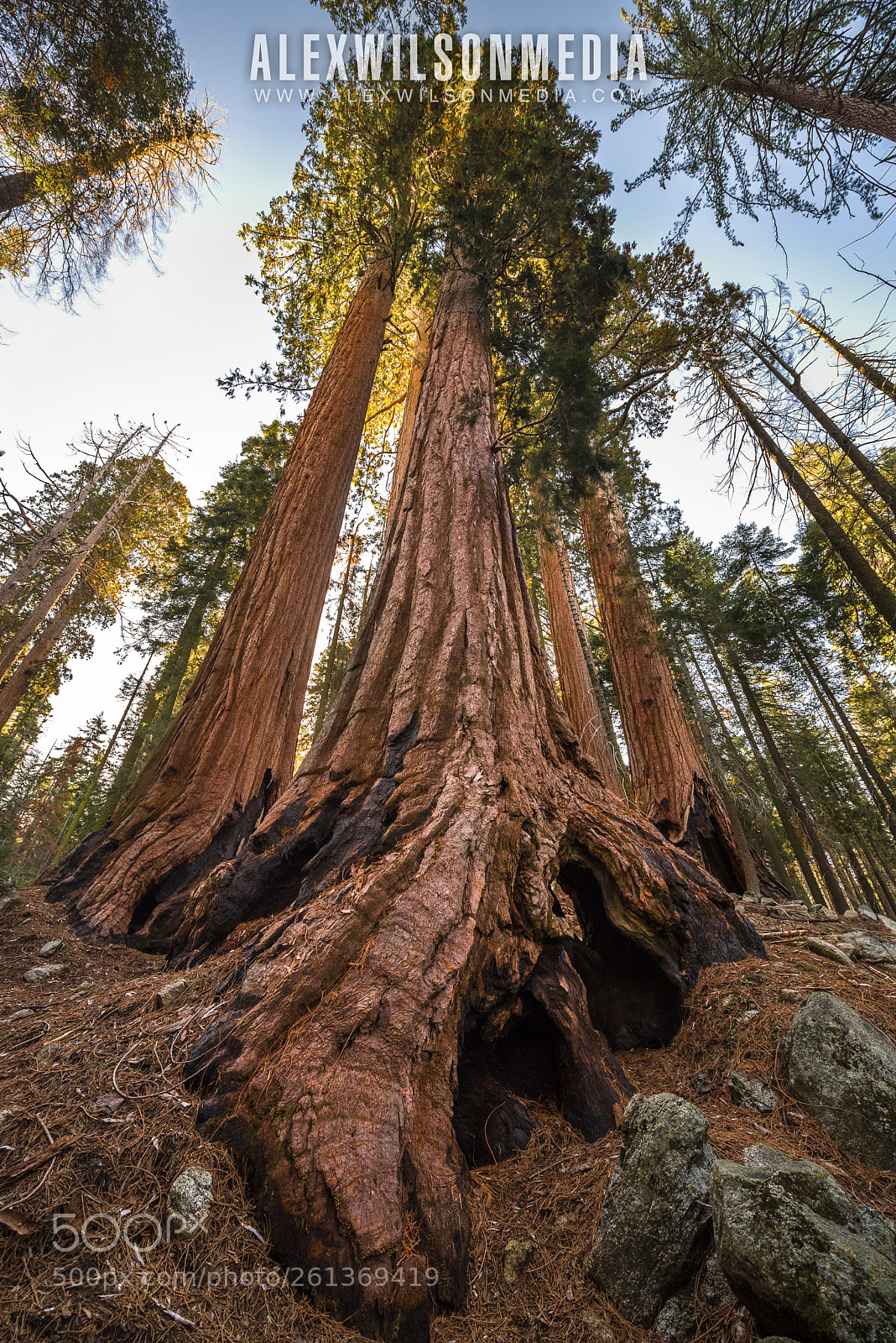 Nikon D750 sample photo. Giant at sunrise photography