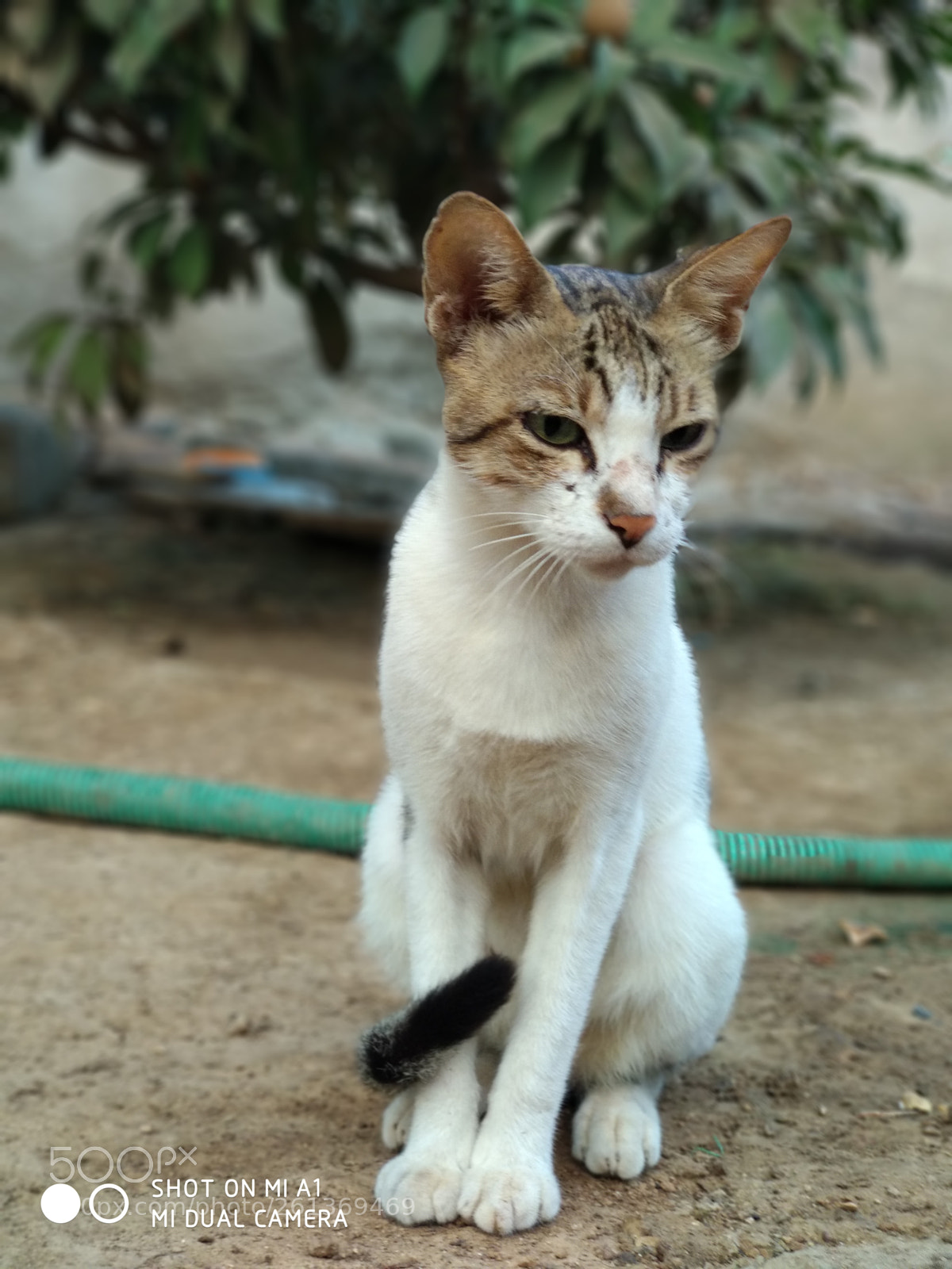 Xiaomi Mi A1 sample photo. My cat photography