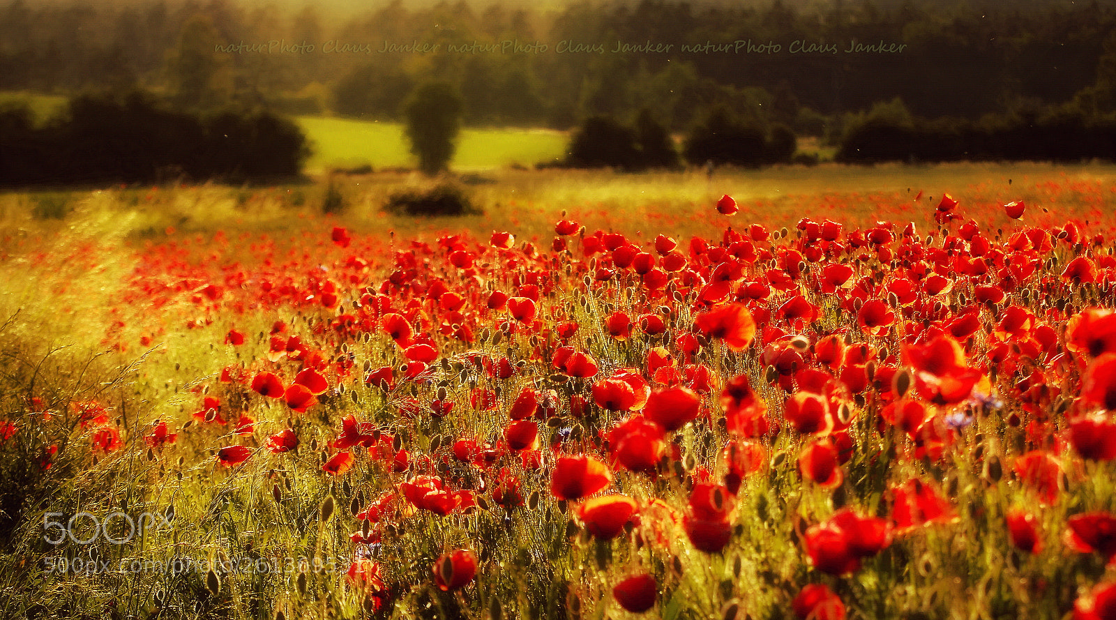 Canon EOS 70D sample photo. Rote felder. photography