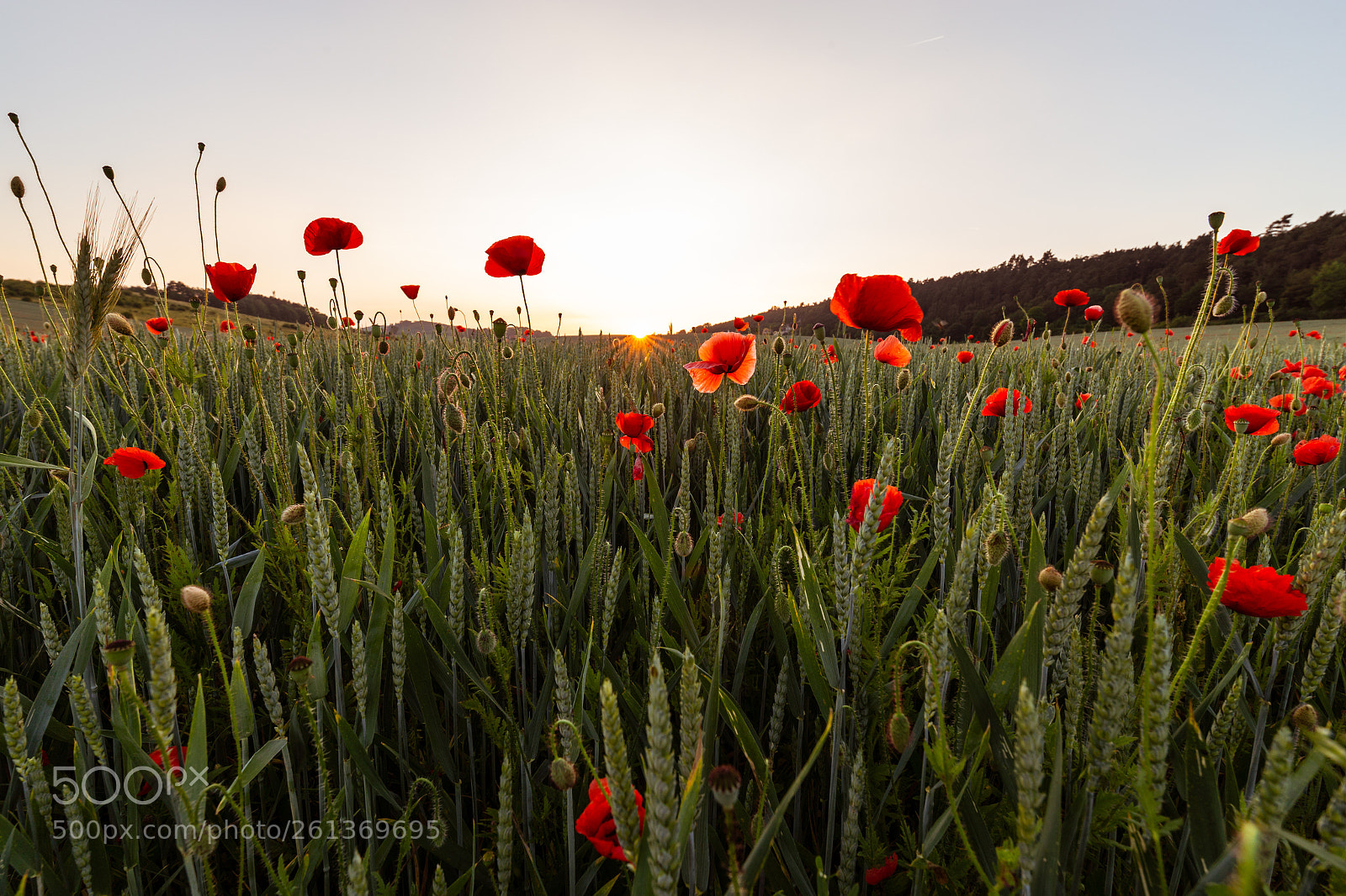 Canon EOS 6D sample photo. Mohnfelder photography