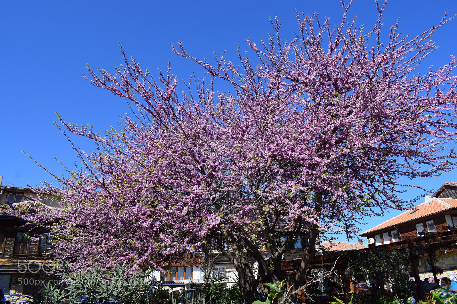 Nikon D3300 sample photo. A tree with flowers photography