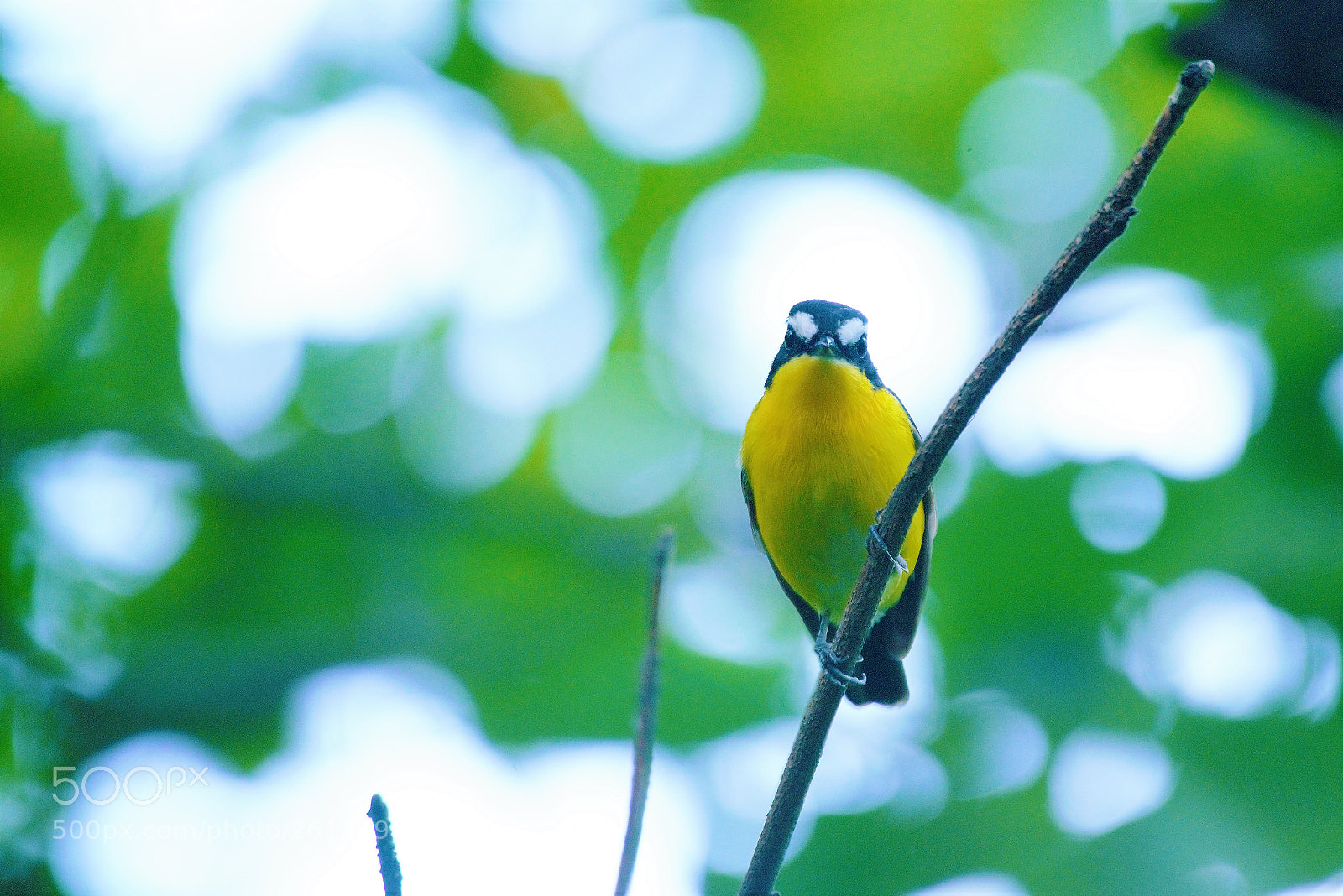 Nikon D800 sample photo. Is that you ? photography