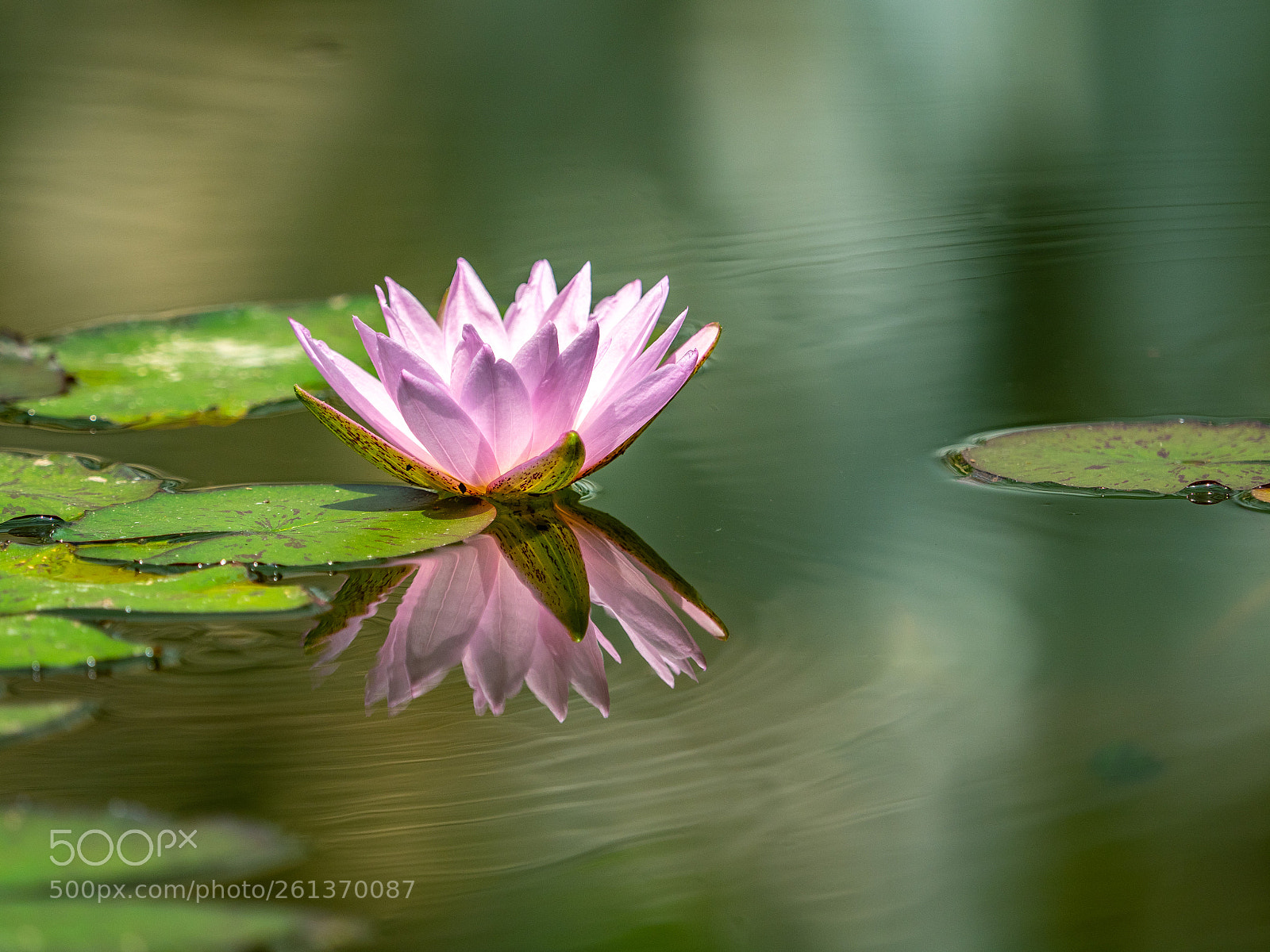 Olympus OM-D E-M1 Mark II sample photo. Pond flowers photography