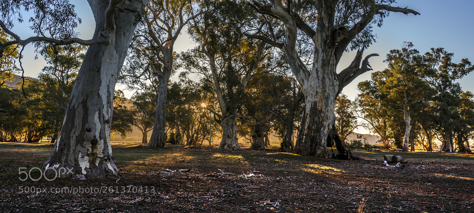 Nikon D810 sample photo. Sunrise on gum trees photography
