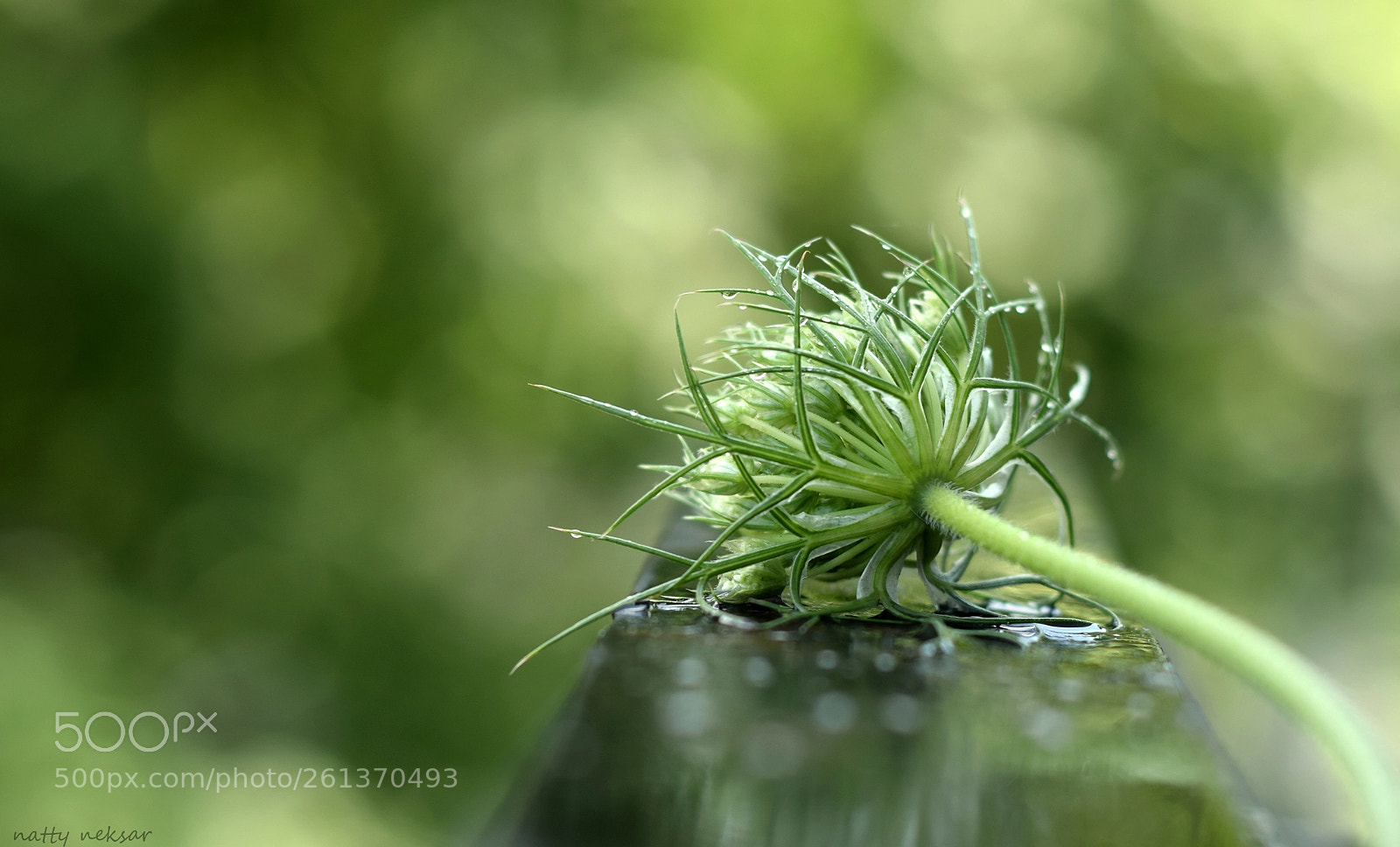 Nikon D5300 sample photo. #springtime...17 photography