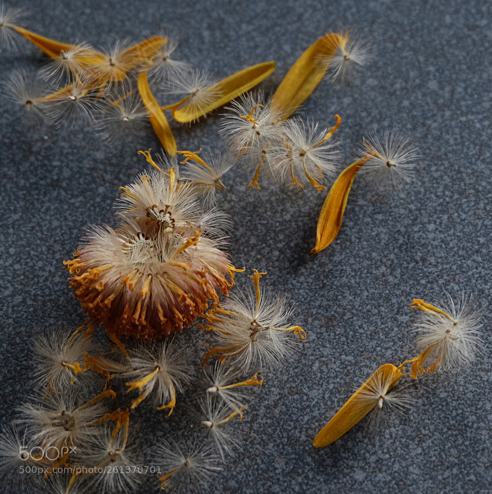 Fujifilm X-T10 sample photo. Und das leben geht photography