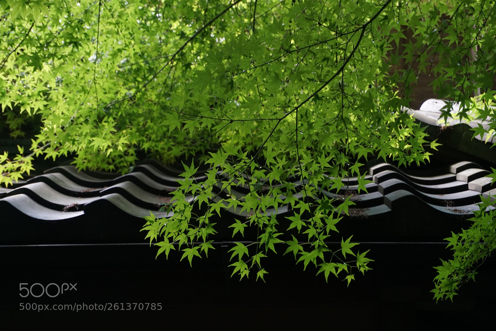 Sony a6000 sample photo. Leaves over a roof photography