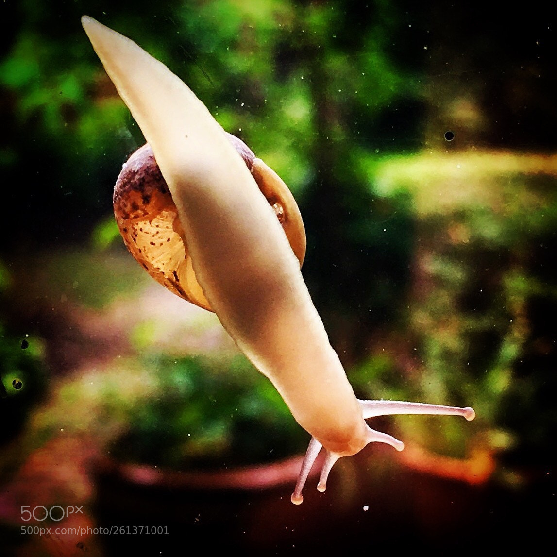 Apple iPhone 6s sample photo. Snail on my window ... photography