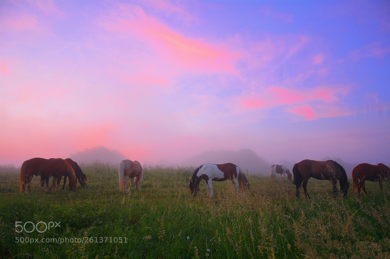 Nikon D7100 sample photo. Some ponies and a photography