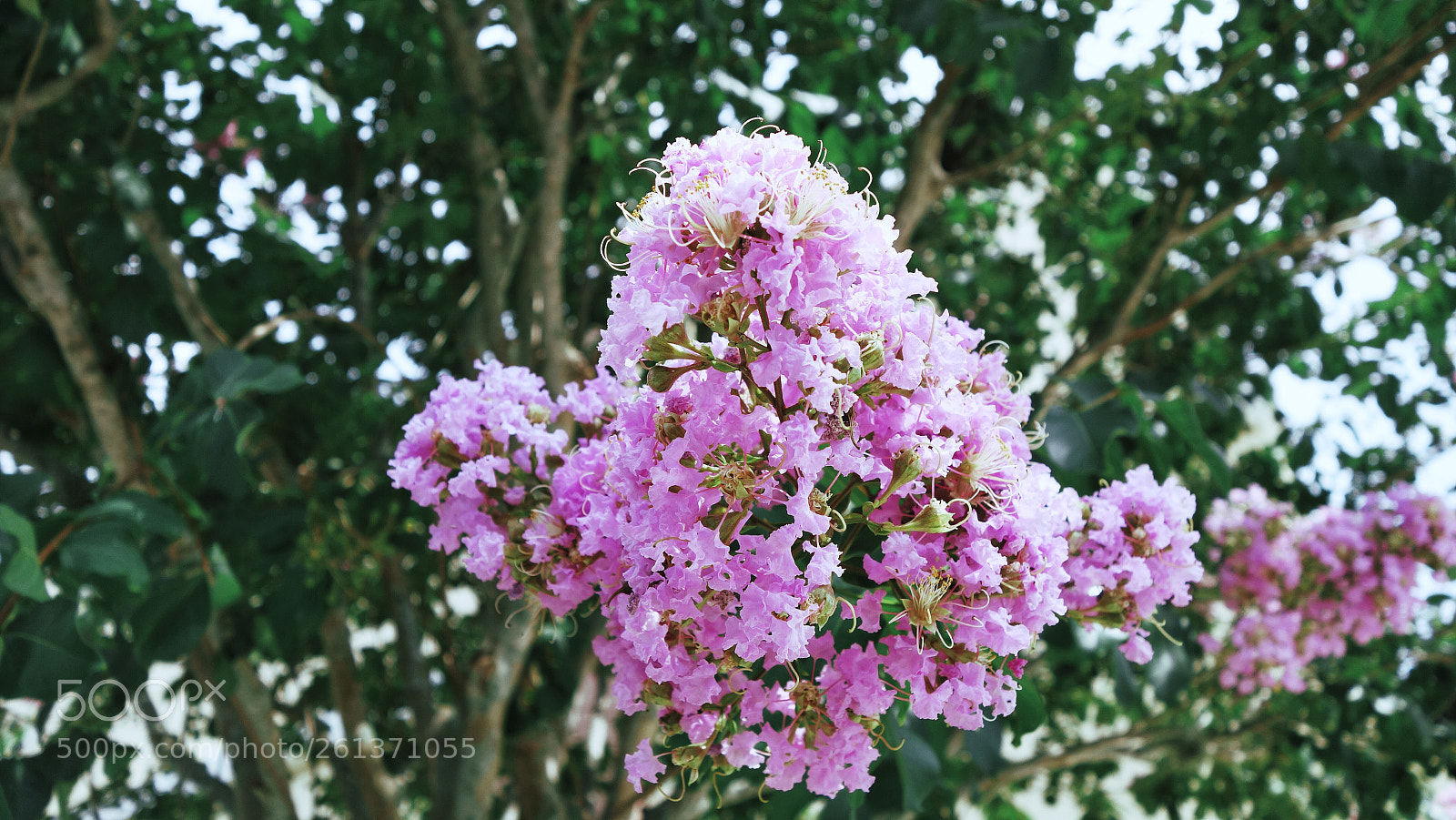 Sony Cyber-shot DSC-RX100 II sample photo. Pink poise  photography