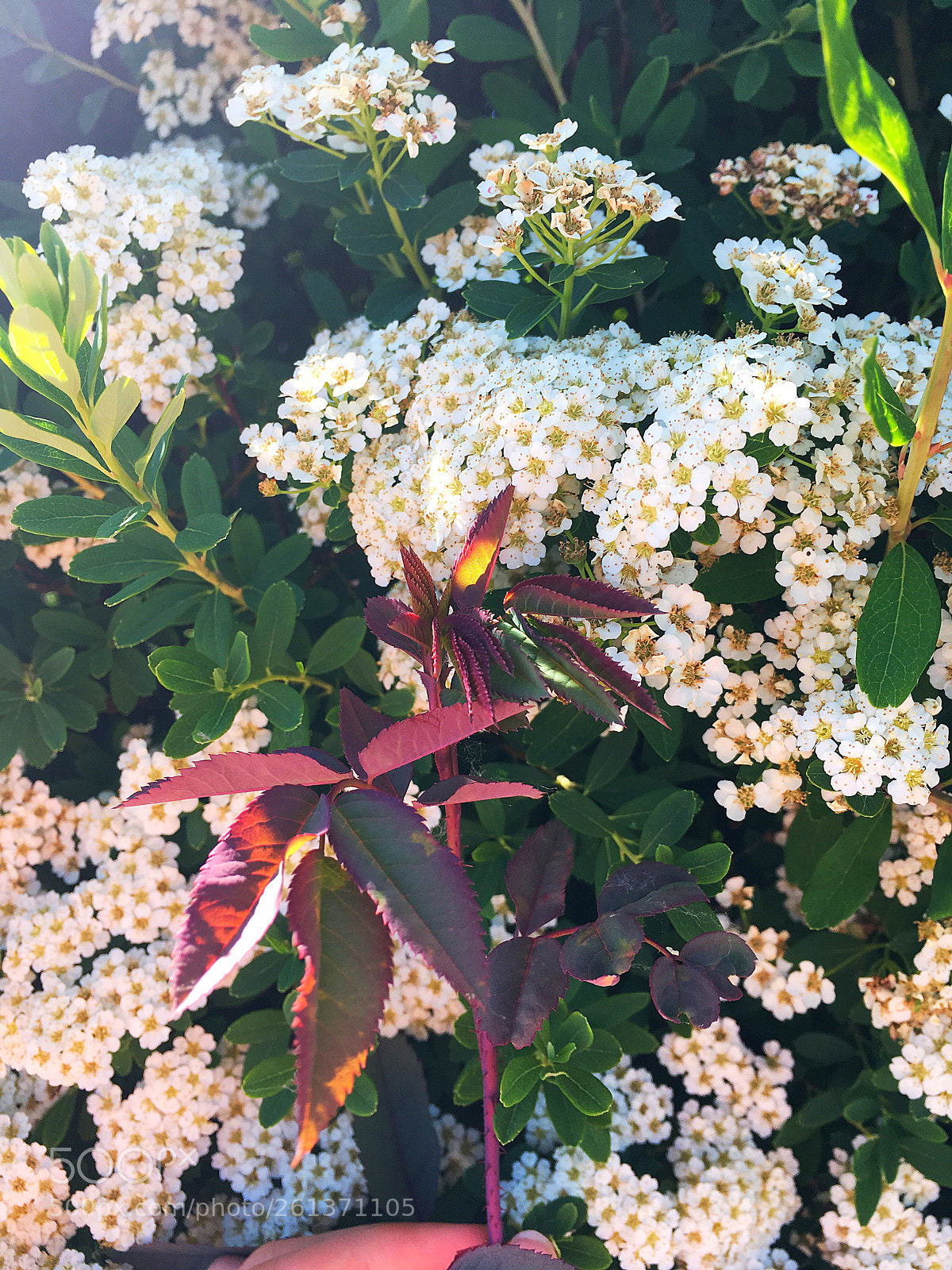 Apple iPhone SE sample photo. 1. flowers photography