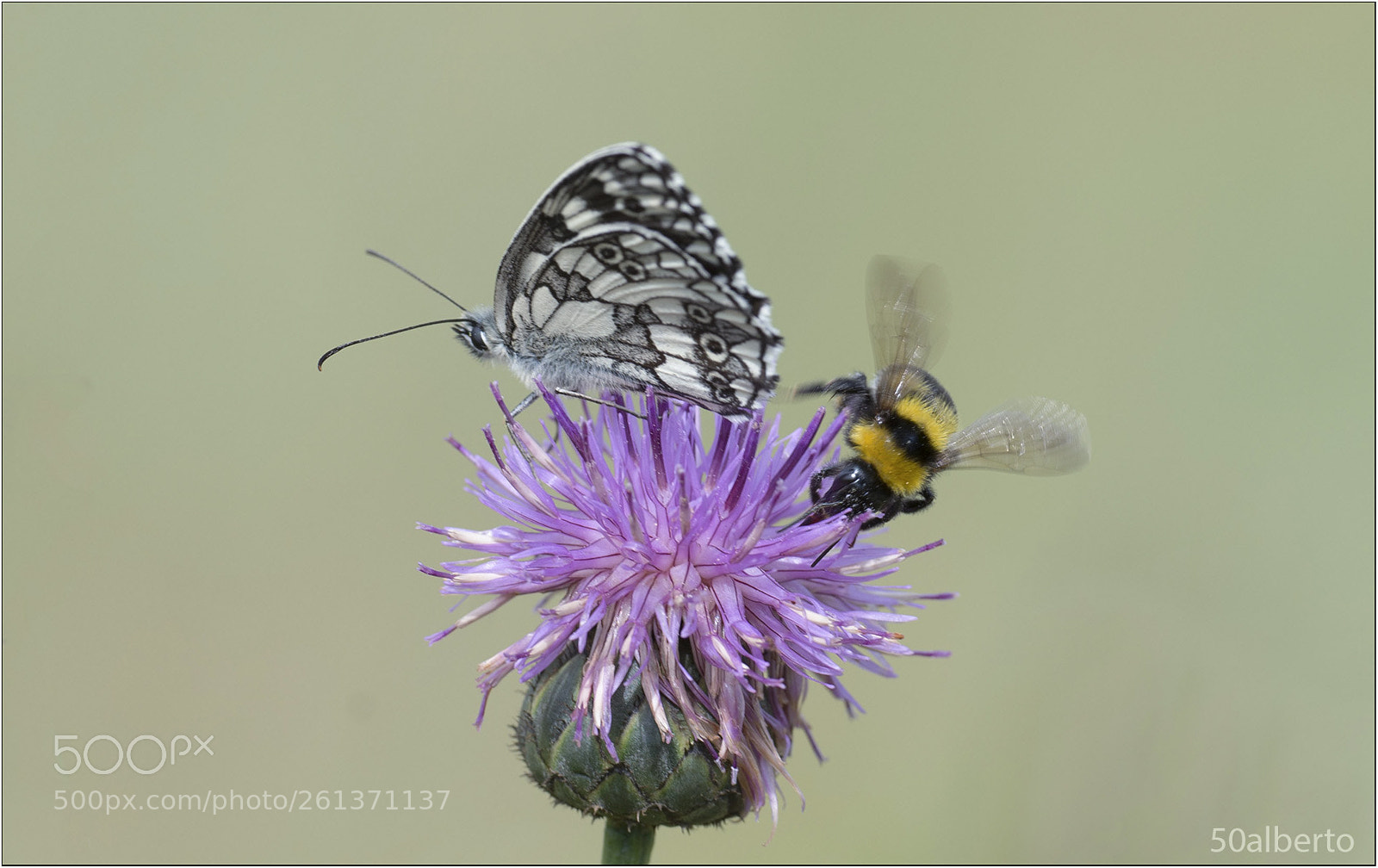 Nikon D610 sample photo. Melanargia galathea e bombo. photography