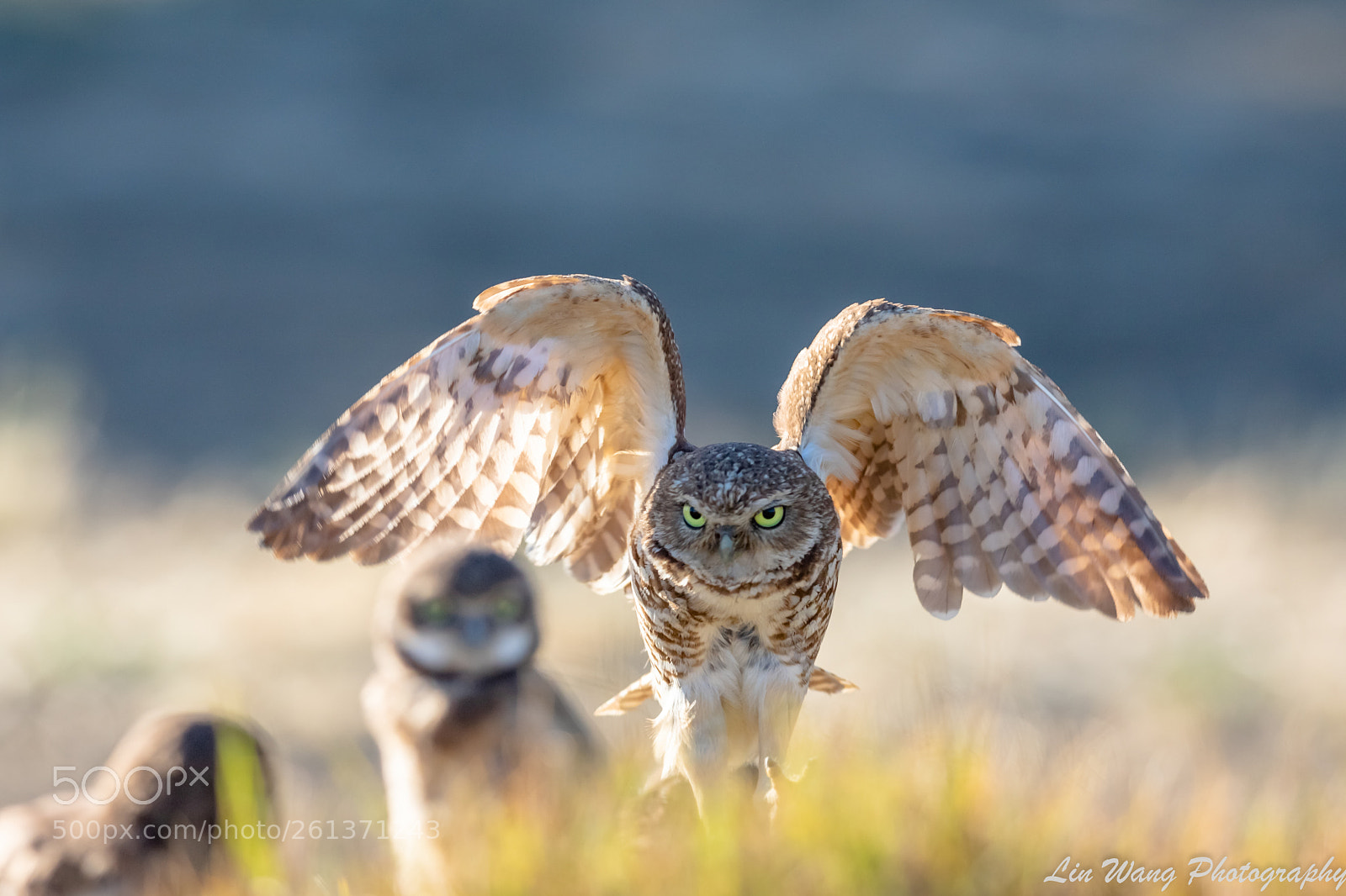 Canon EOS 7D Mark II sample photo. Burrowing owl photography