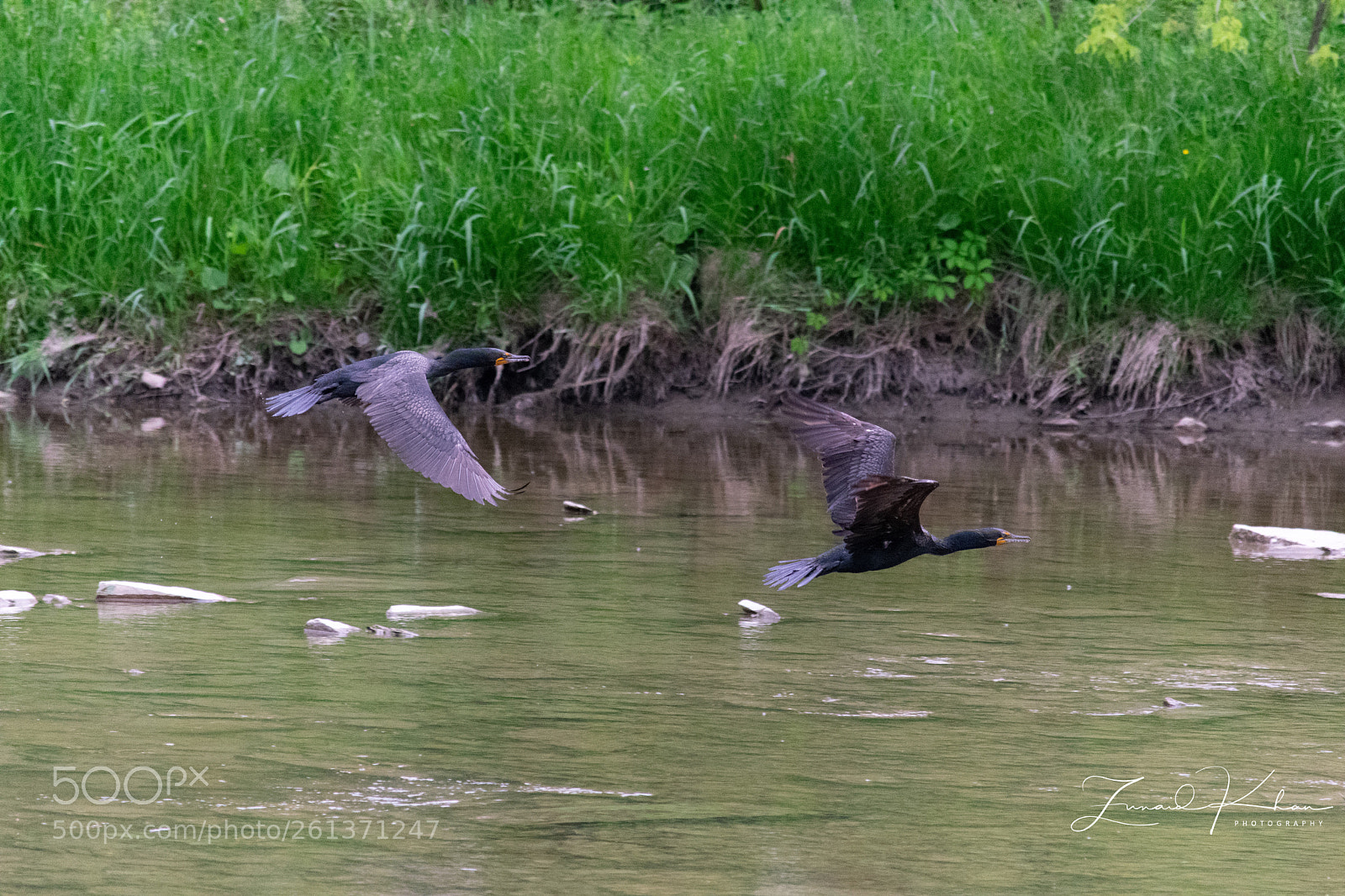 Nikon D3400 sample photo. Cormorants on the humber photography