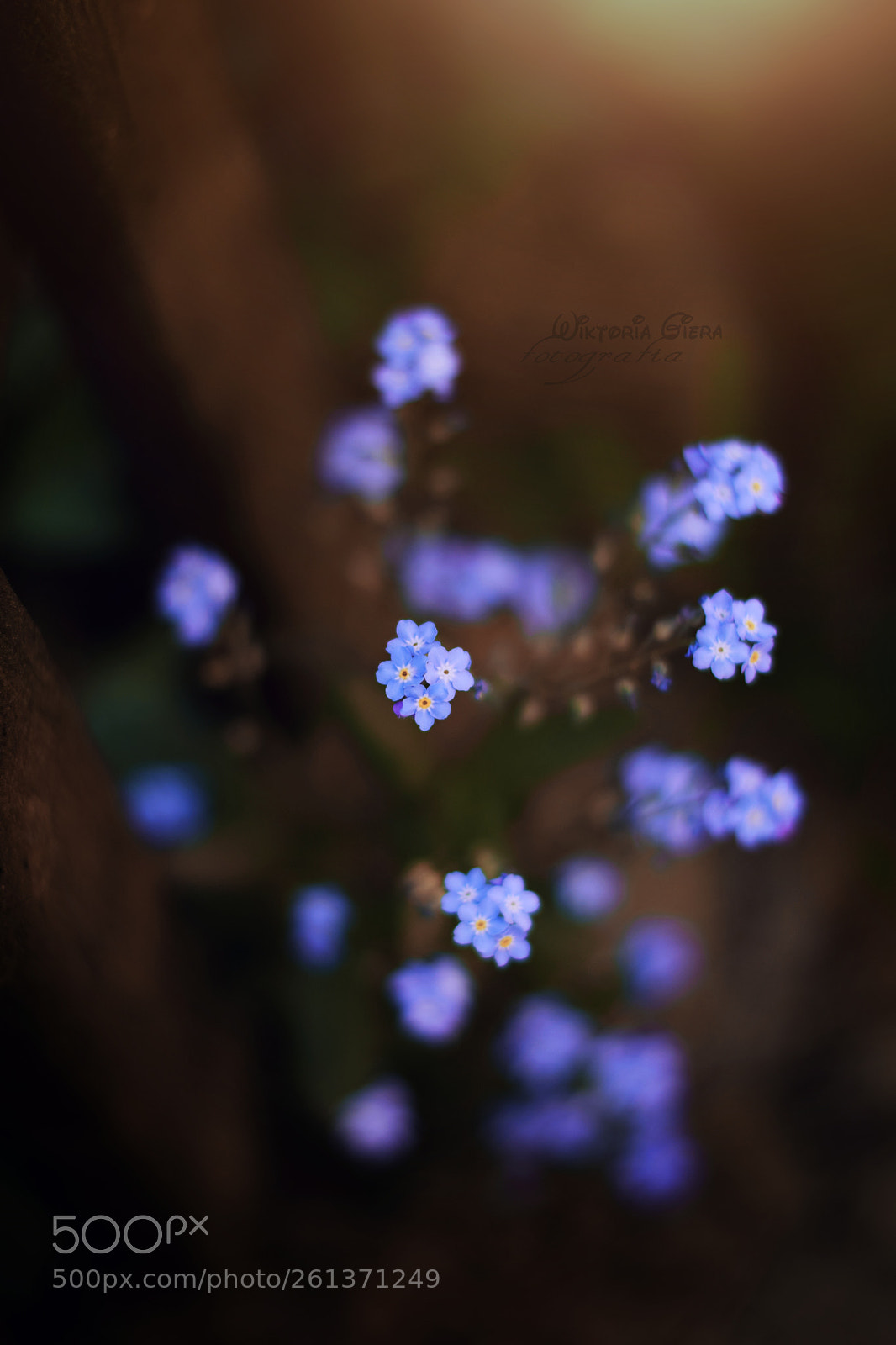 Nikon D3300 sample photo. Flowers.. ♥ photography
