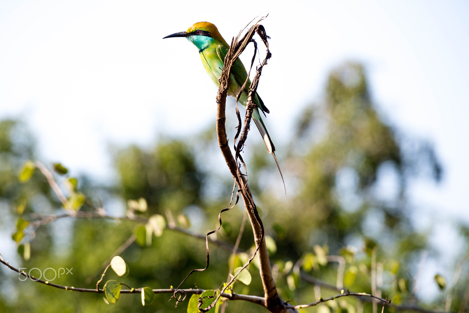 Canon EOS M3 sample photo. Bee eater photography