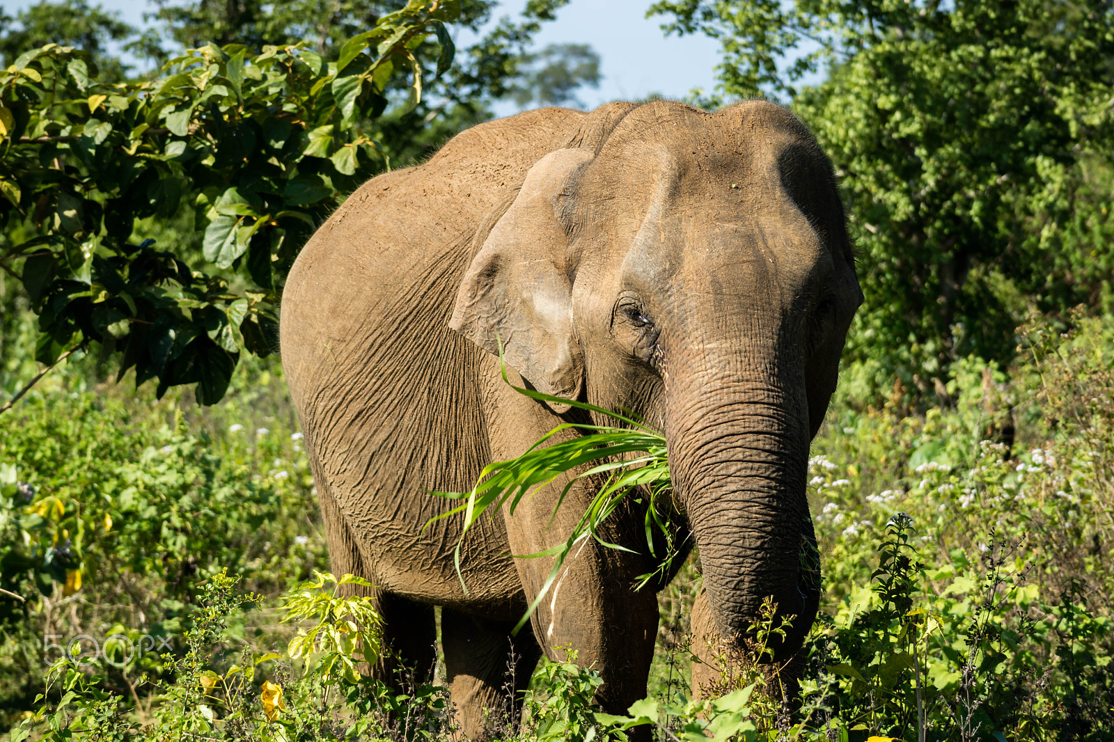 Canon EOS M3 sample photo. Elephant photography