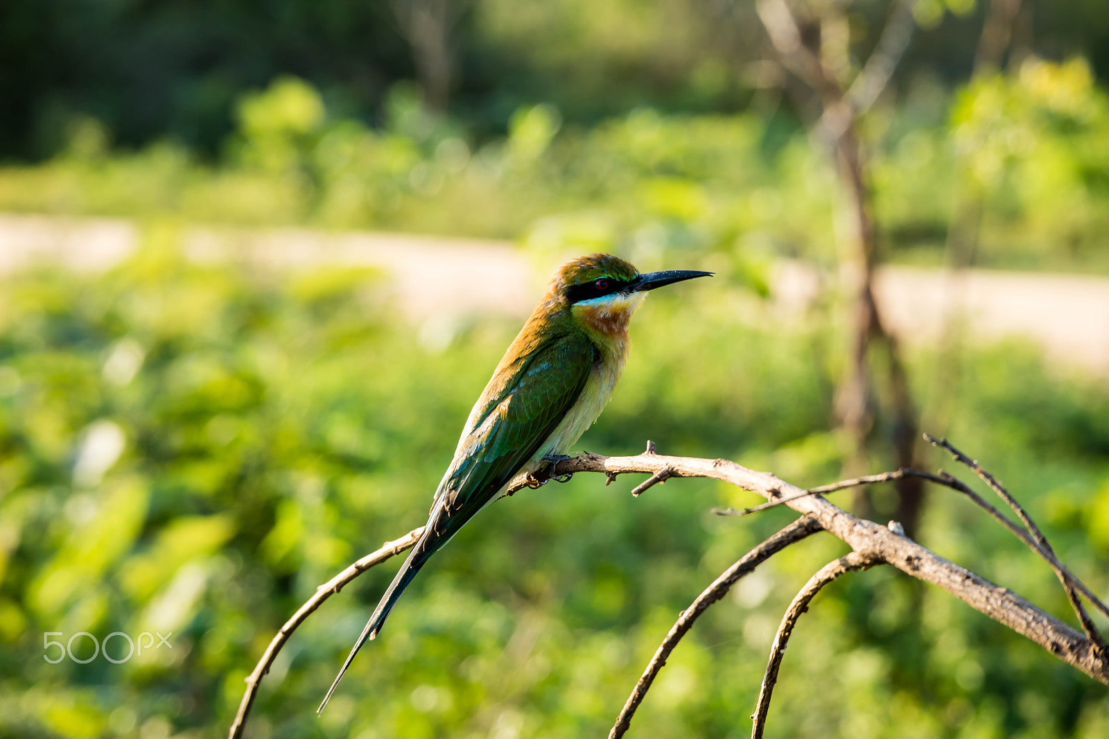 Canon EOS M3 sample photo. Bee eater photography