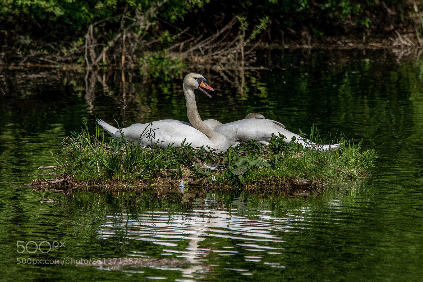 Nikon D7200 sample photo. Mute swans photography