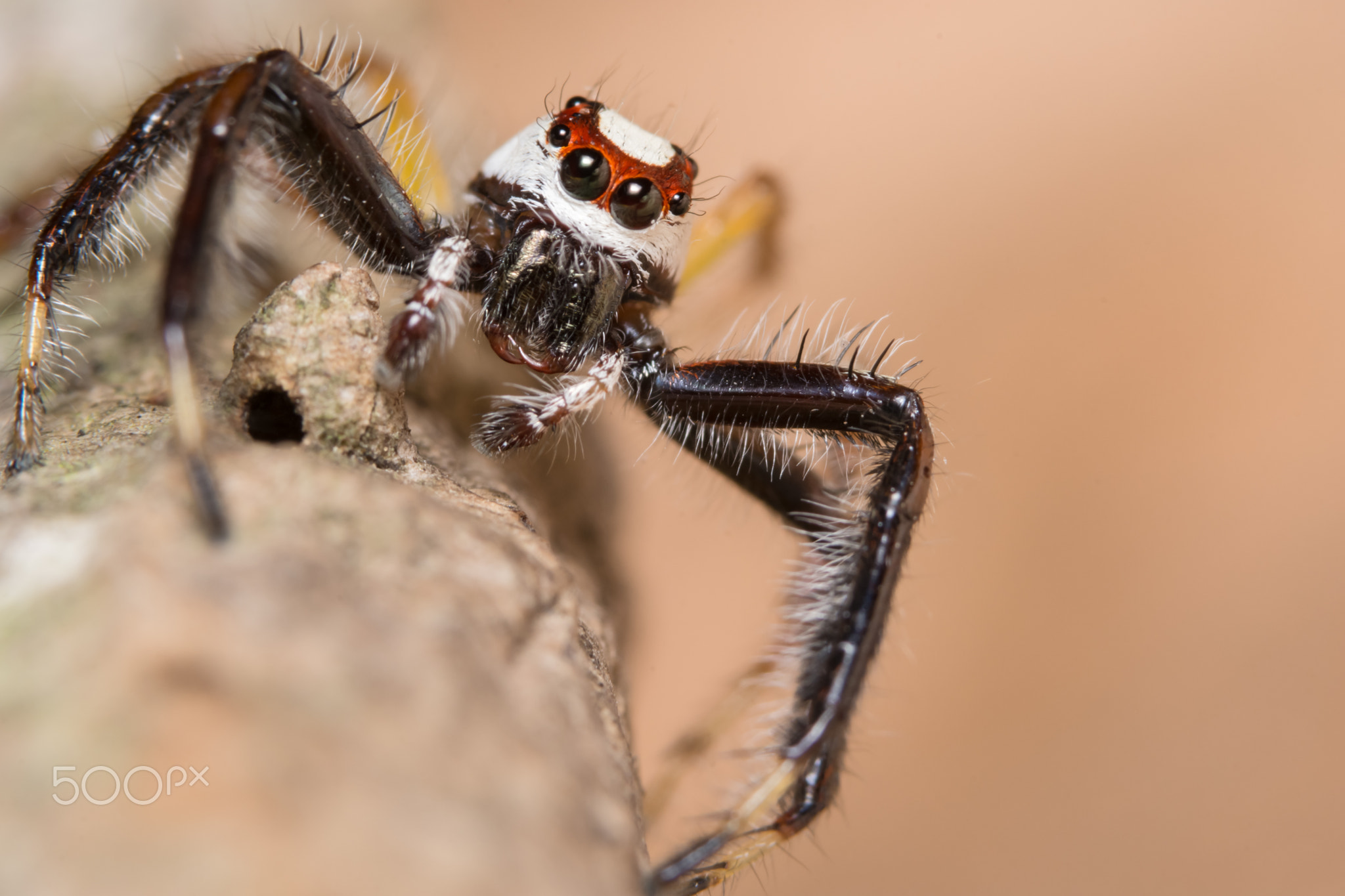 Macro spider on a branch of a leaf