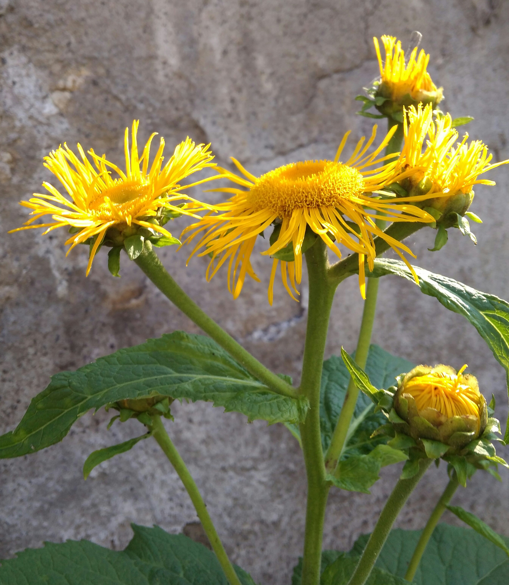 Xiaomi Redmi 4A sample photo. Yellow flower photography
