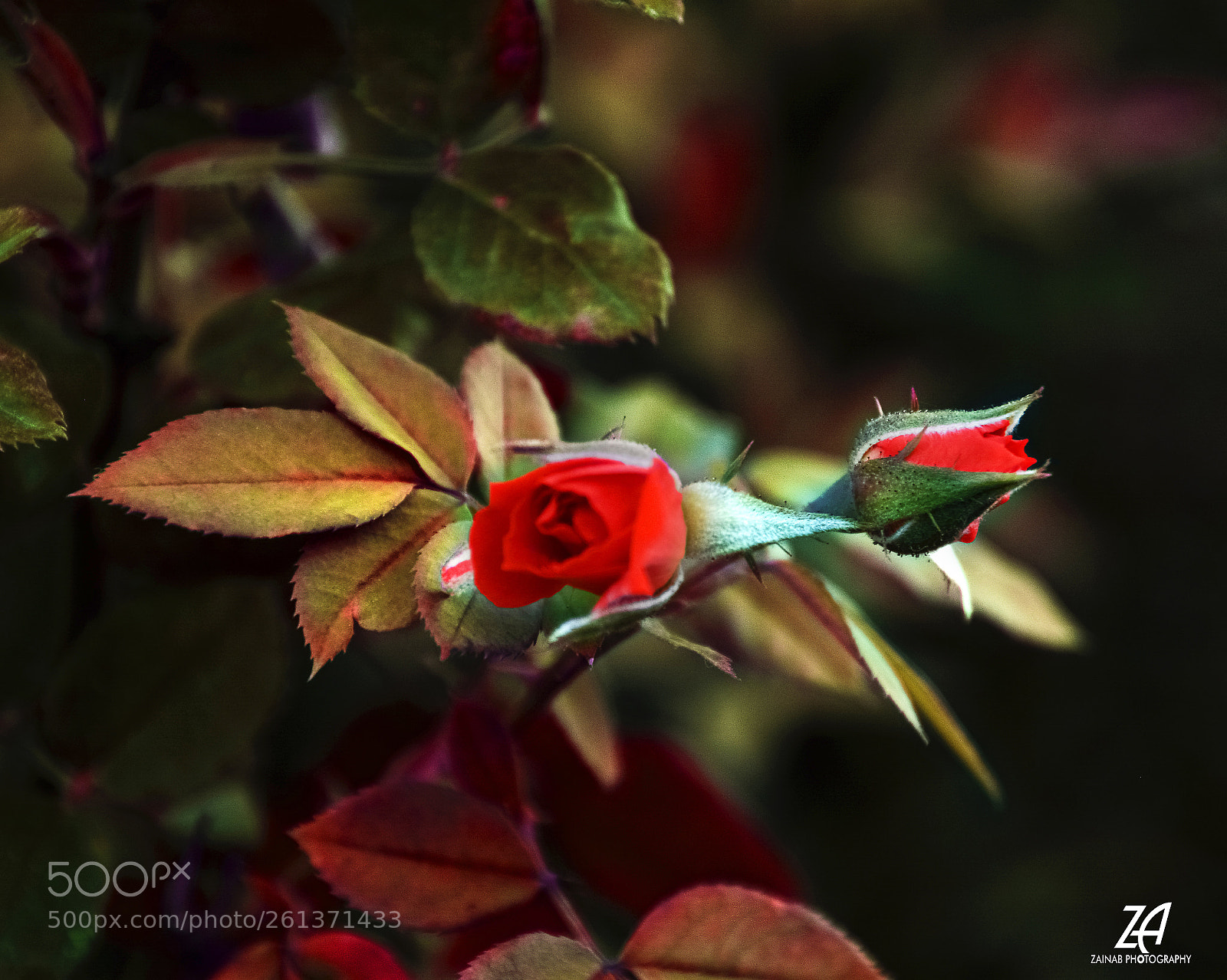Nikon D5200 sample photo. Memory photography