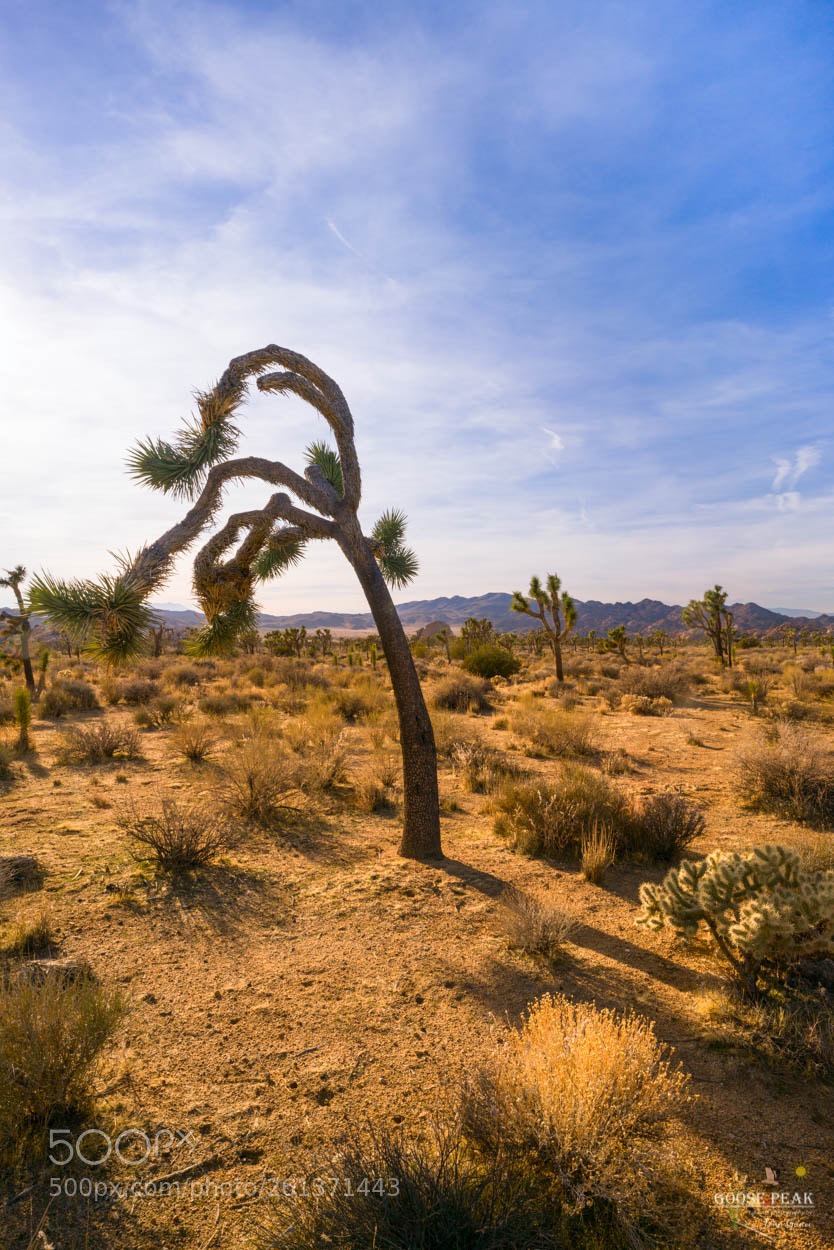 Sony a7R II sample photo. Bent joshua photography