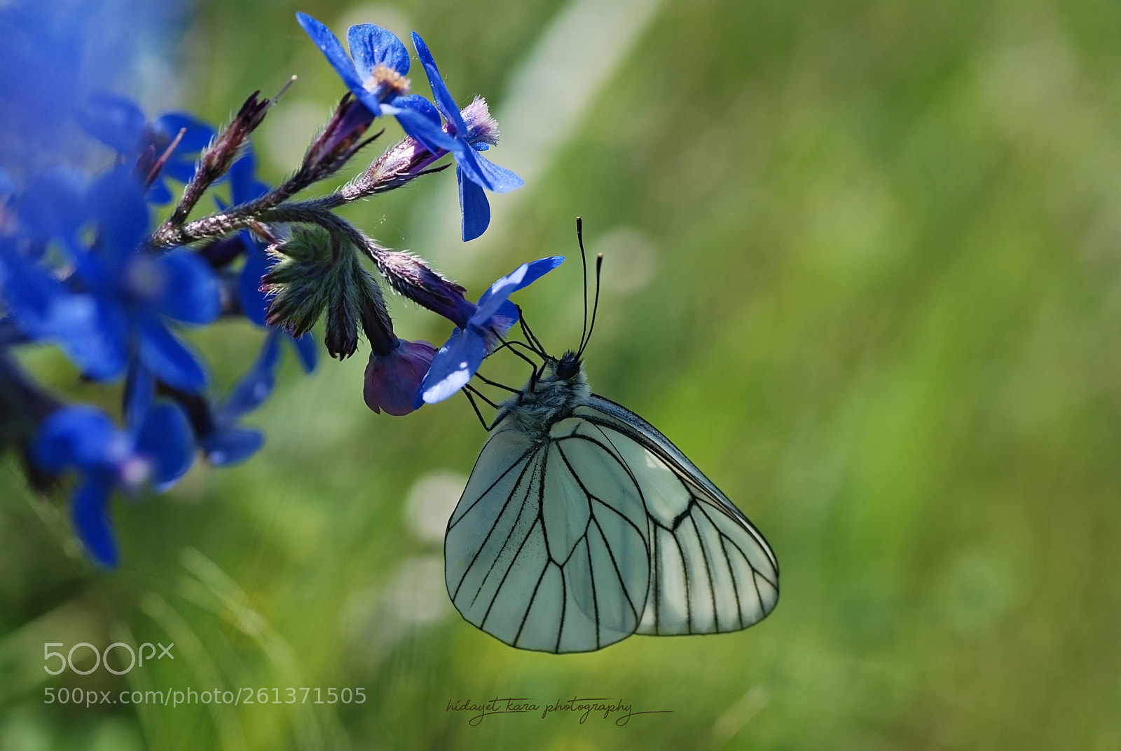 Nikon D80 sample photo. Butterfly photography