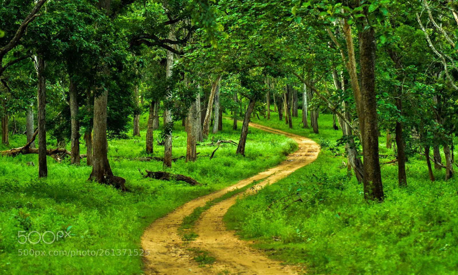 Nikon D810 sample photo. Path of nagarhole photography