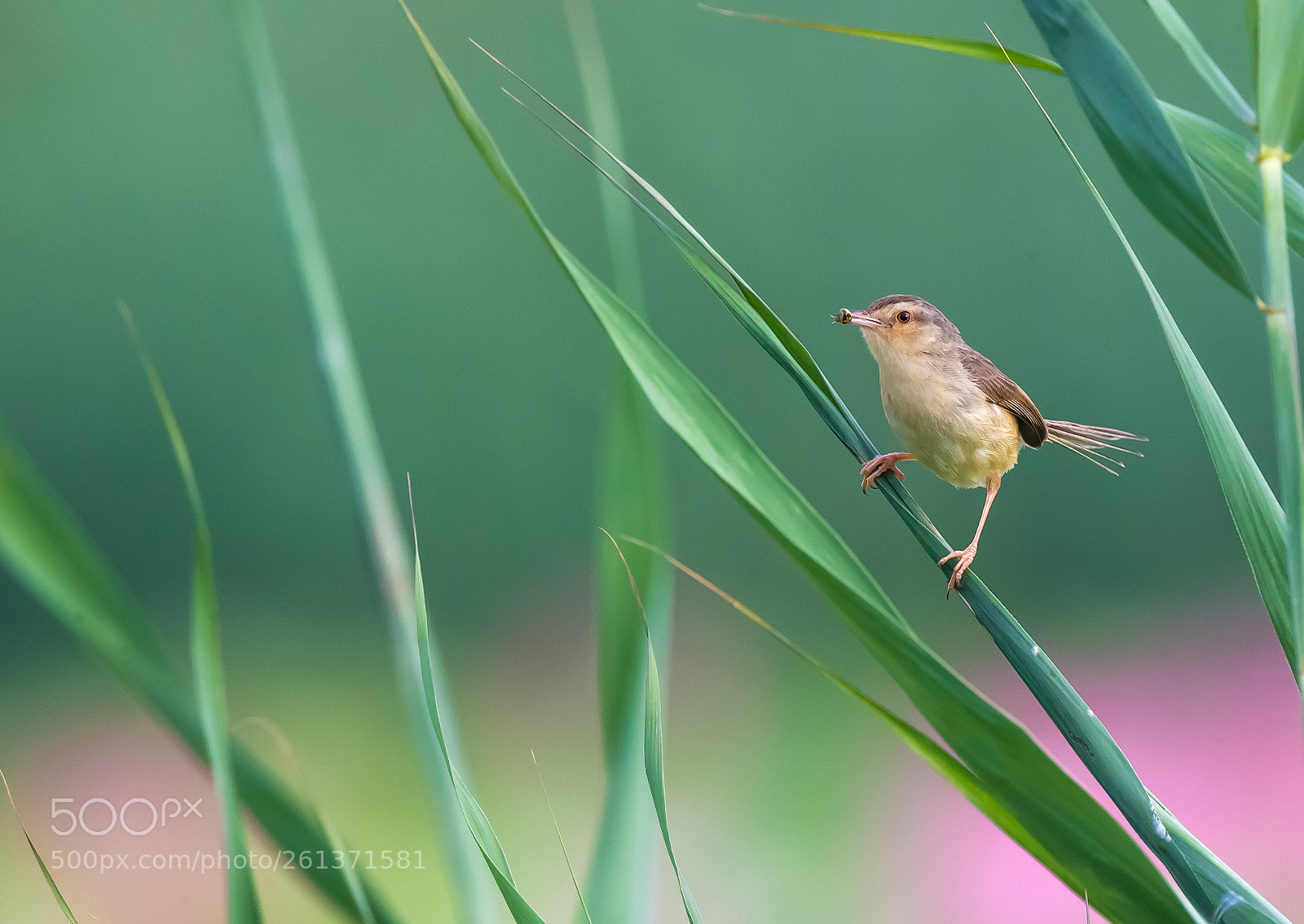 Canon EOS-1D X sample photo. Warbler in lotus pool_4 photography