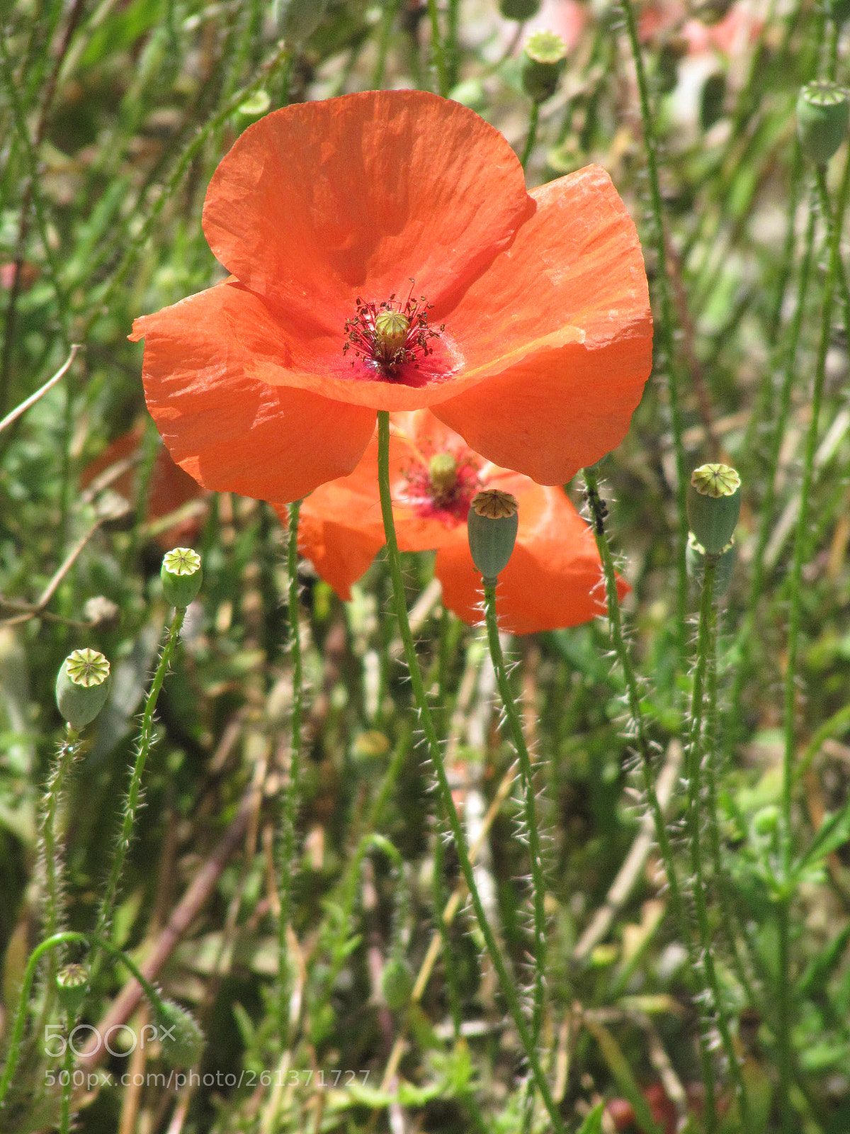 Canon PowerShot SX200 IS sample photo. Magnifique coquelicot photography
