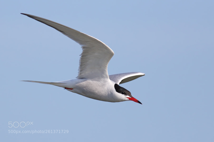 Canon EOS 7D Mark II sample photo. Common tern photography