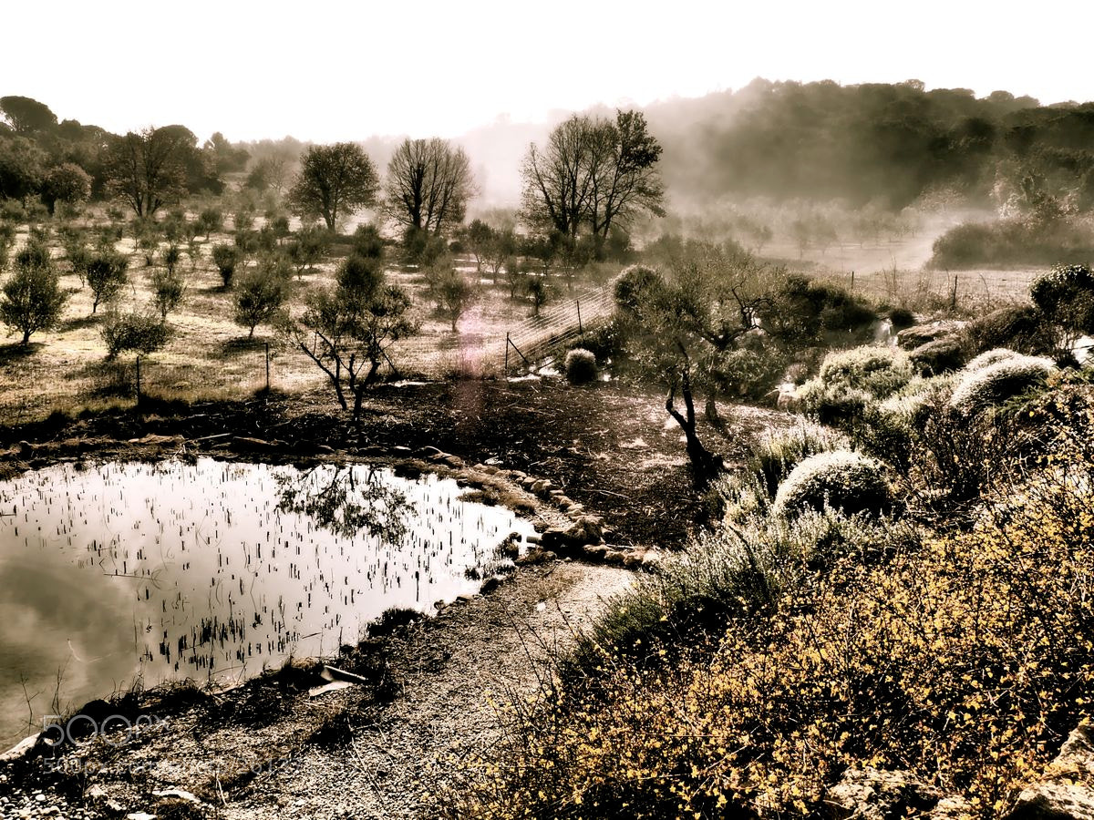 Olympus OM-D E-M5 II sample photo. Brume dans les oliviers photography