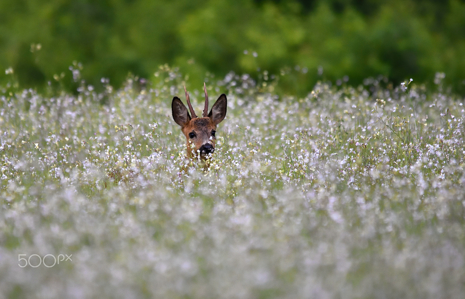 Sigma 150-500mm F5-6.3 DG OS HSM sample photo. Roebuck photography