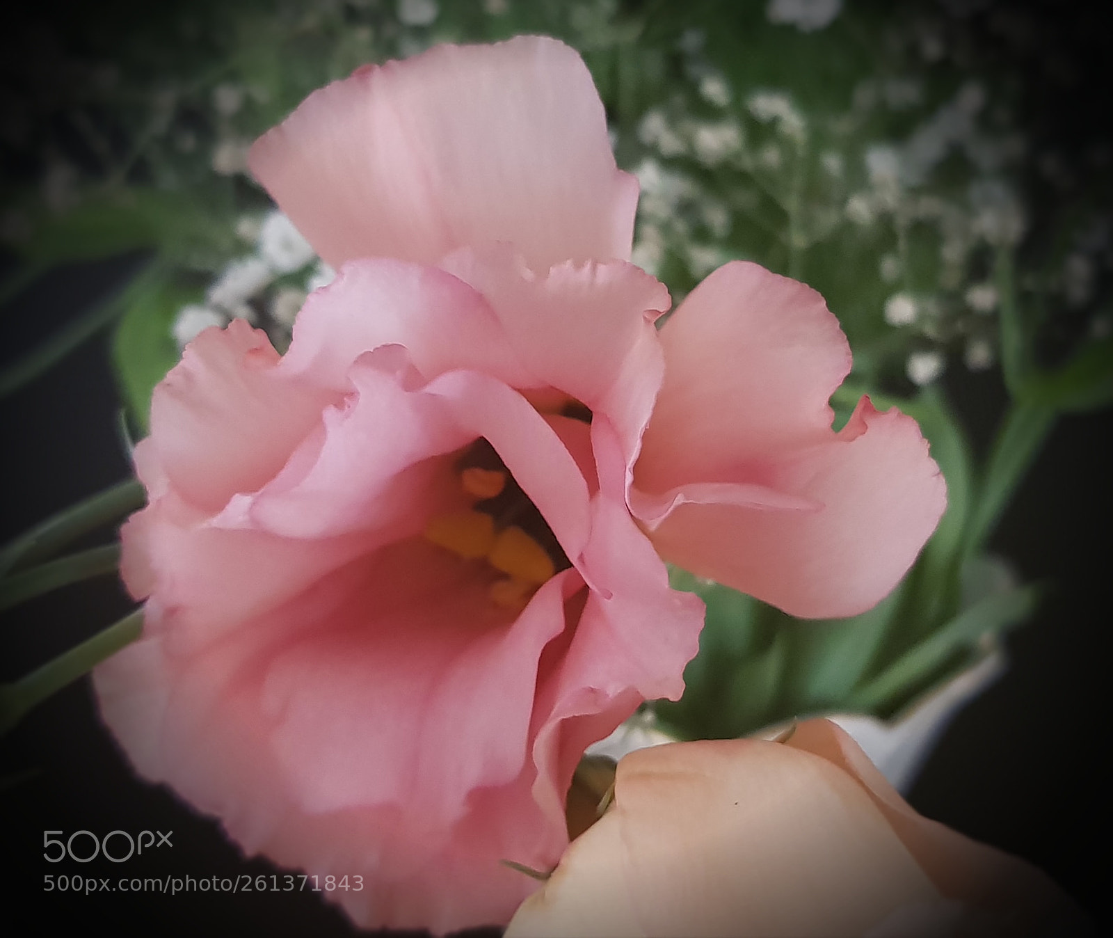 Samsung Galaxy S8 sample photo. Touch of pink photography