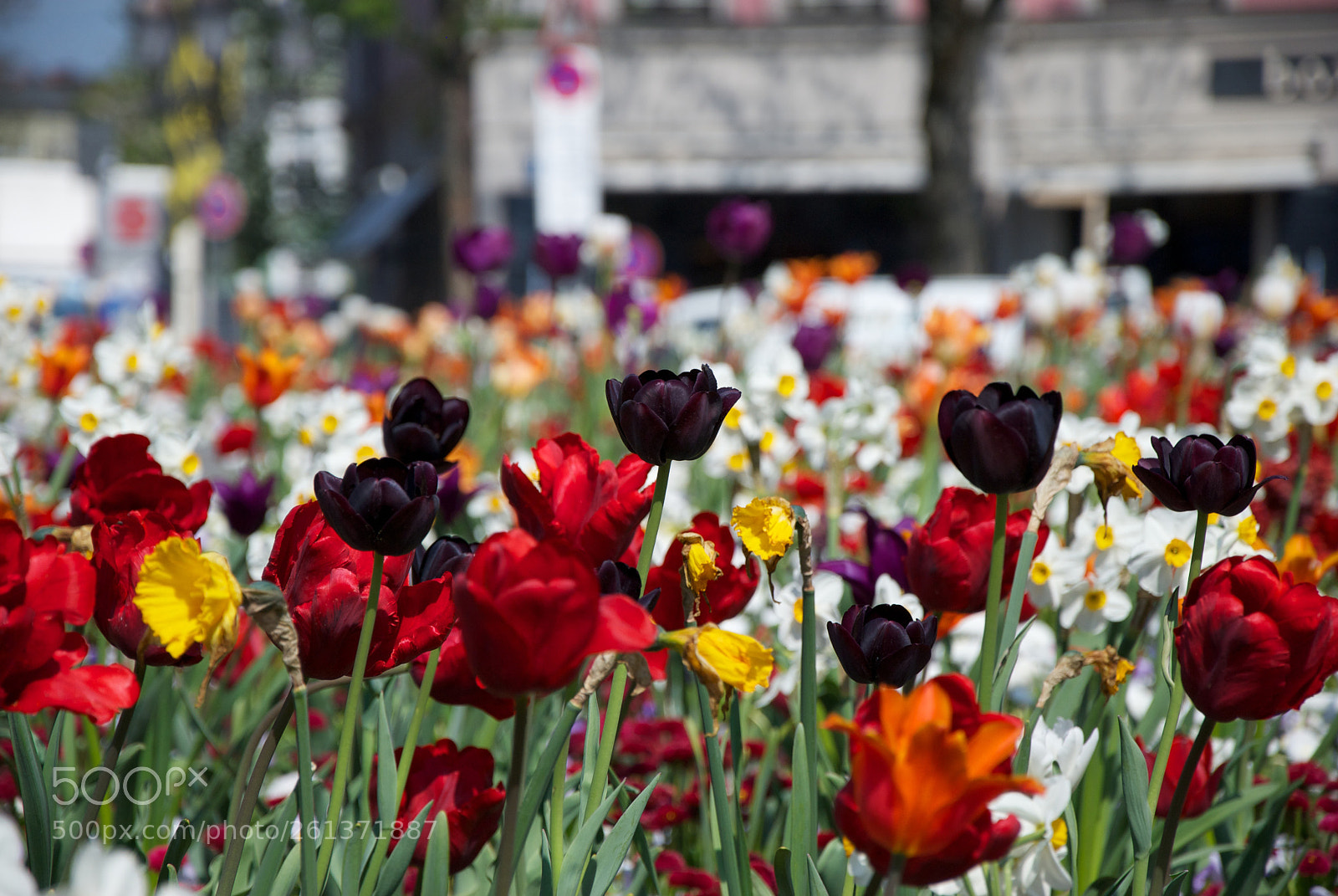 Nikon D60 sample photo. Black tulip photography