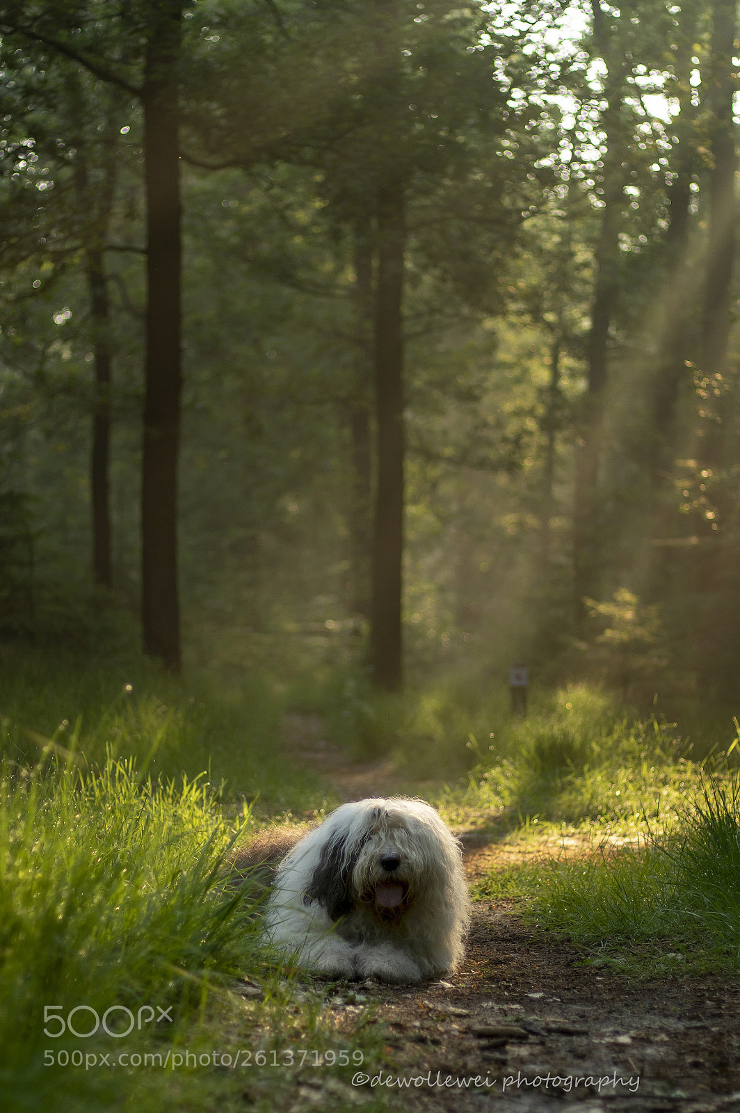 Canon EOS 7D Mark II sample photo. Scarlett's moring walk photography