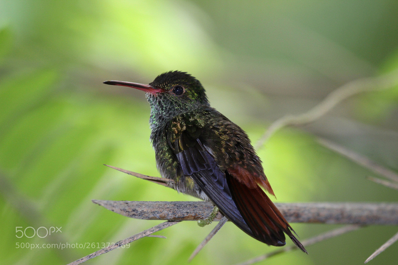 Canon EOS 600D (Rebel EOS T3i / EOS Kiss X5) sample photo. Hummingbird in costa rica photography