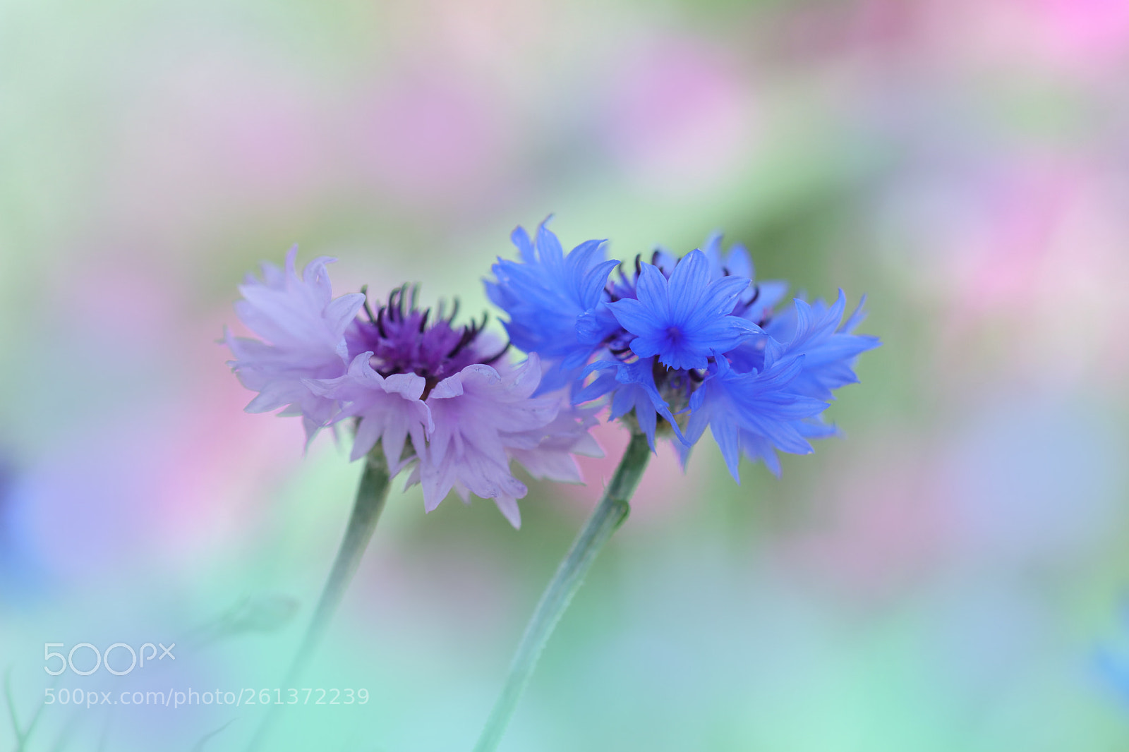 Canon EOS 80D sample photo. Untitled photography