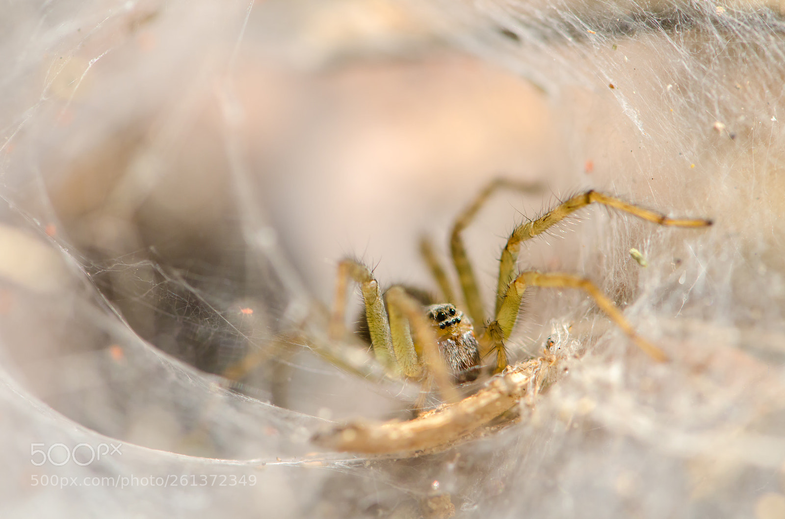 Nikon D7000 sample photo. Spider on web photography