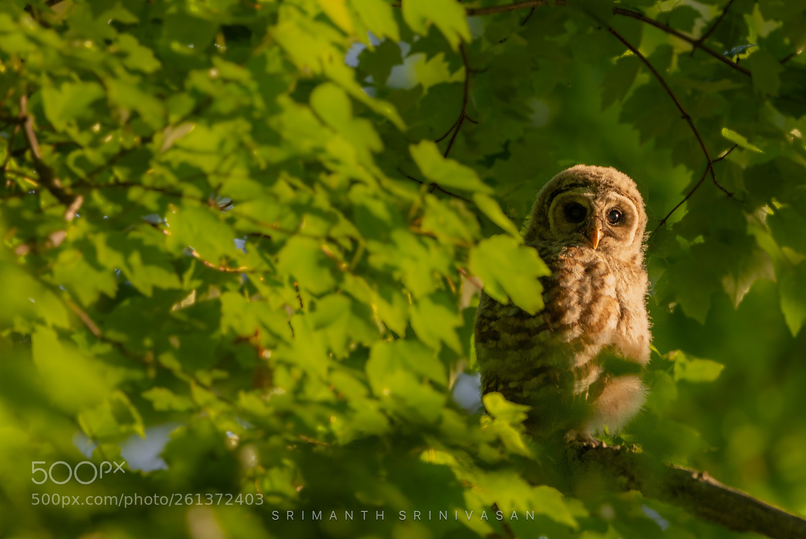 Nikon D610 sample photo. Barred owlet photography