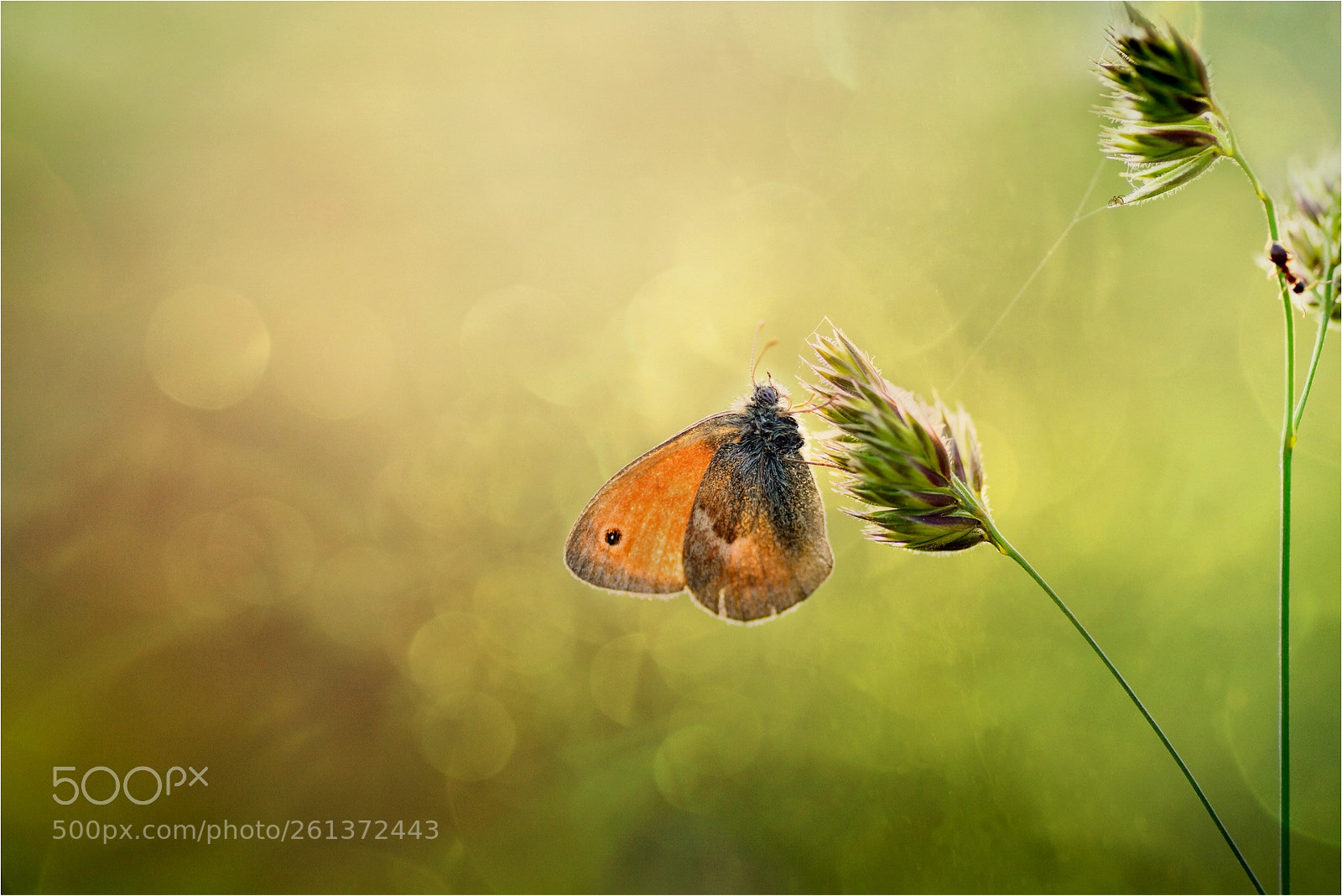 Nikon D800 sample photo. Small heath photography