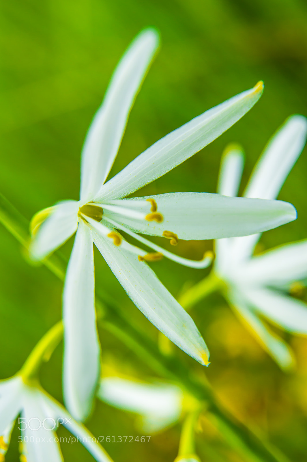 Nikon D3200 sample photo. Anthericum liliago giglio di photography