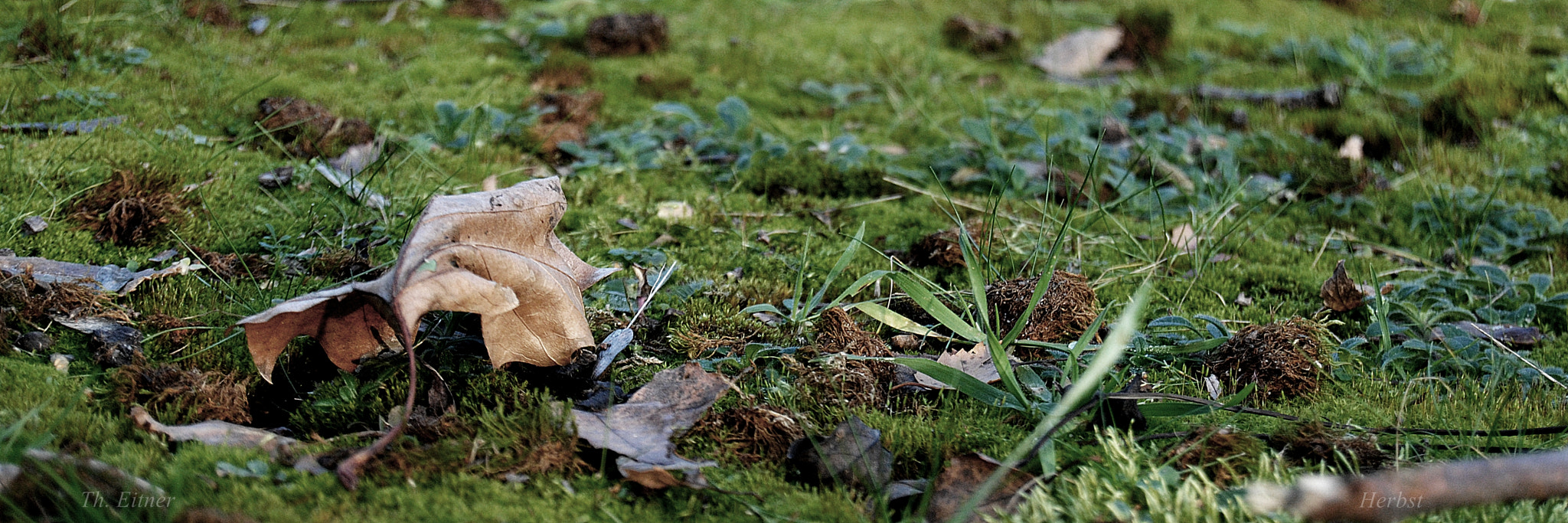 Nikon D3000 sample photo. Herbst photography