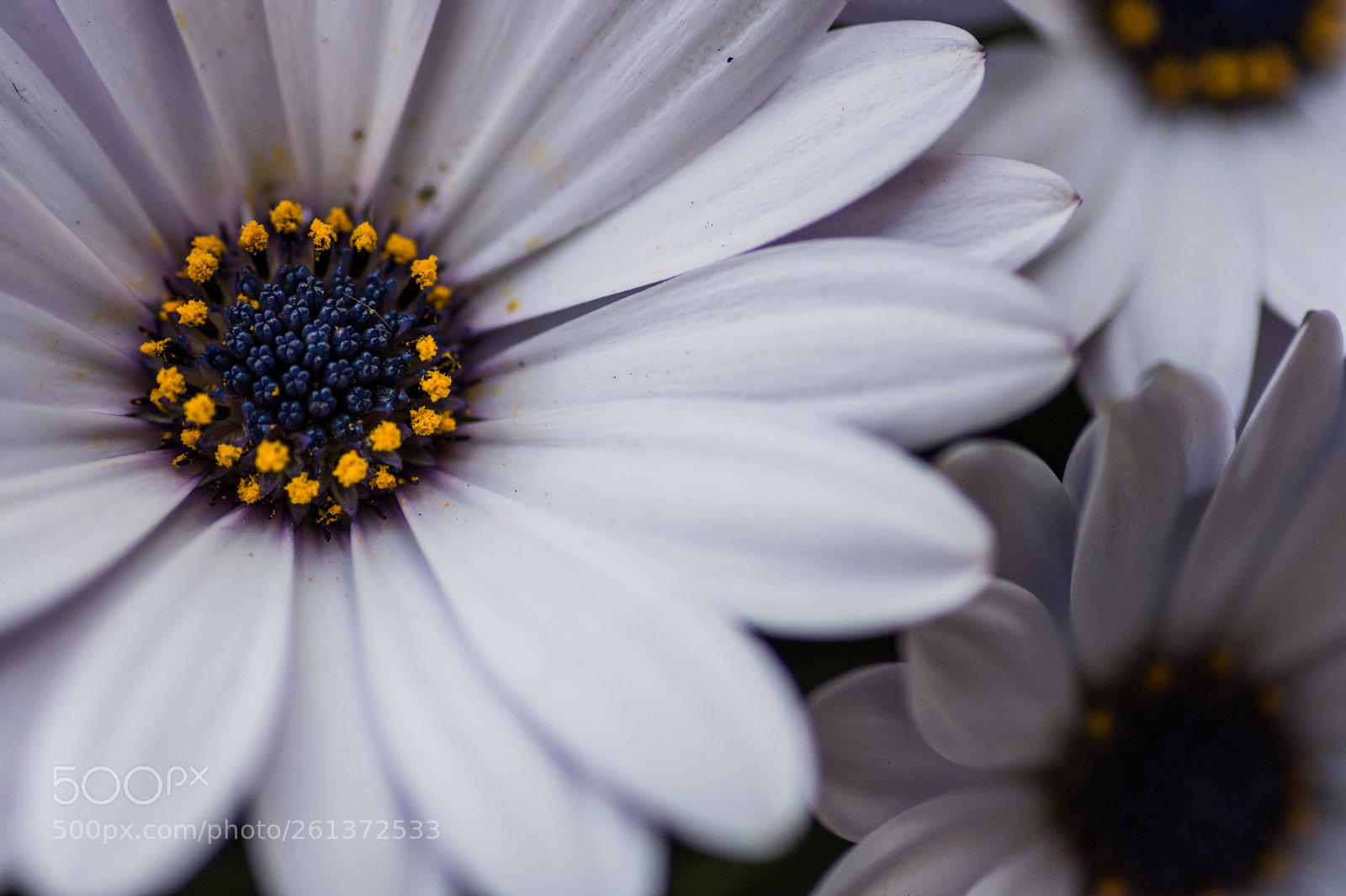 Nikon D7200 sample photo. Daisies in english garden photography