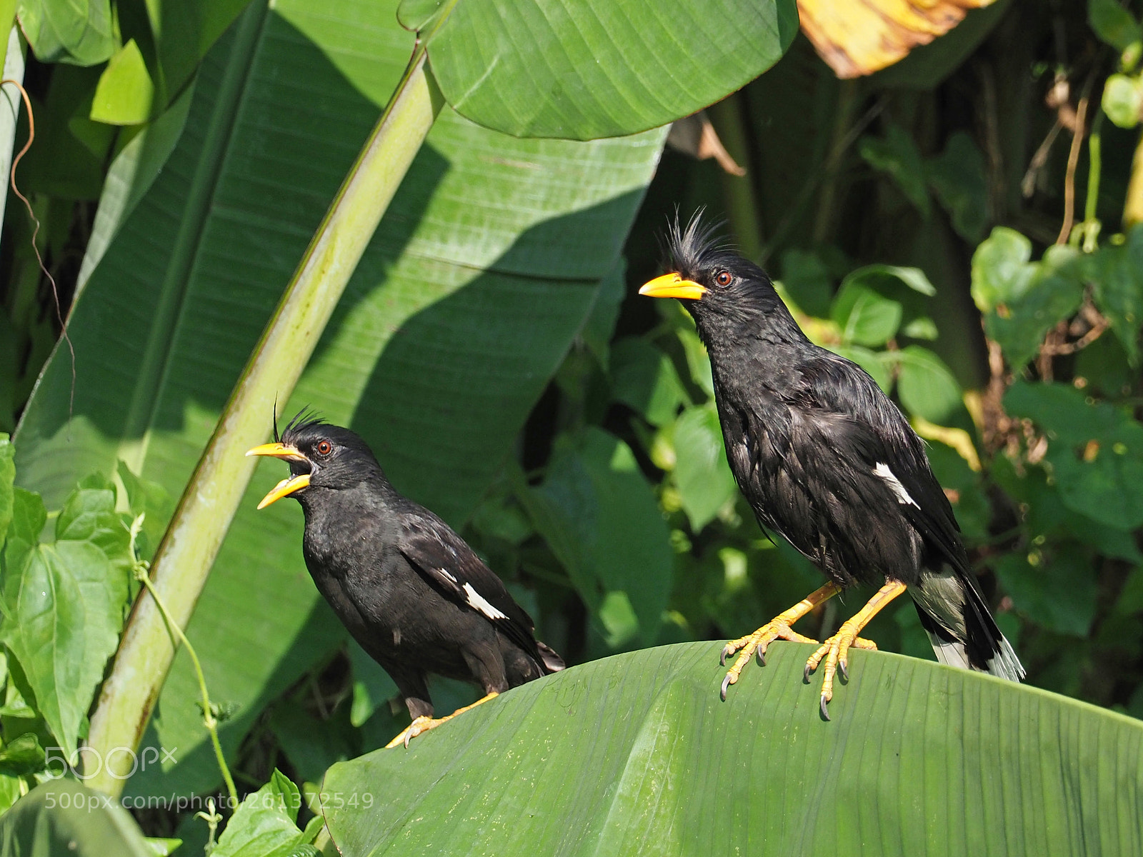 Olympus OM-D E-M1 Mark II sample photo. White-vented mynas photography